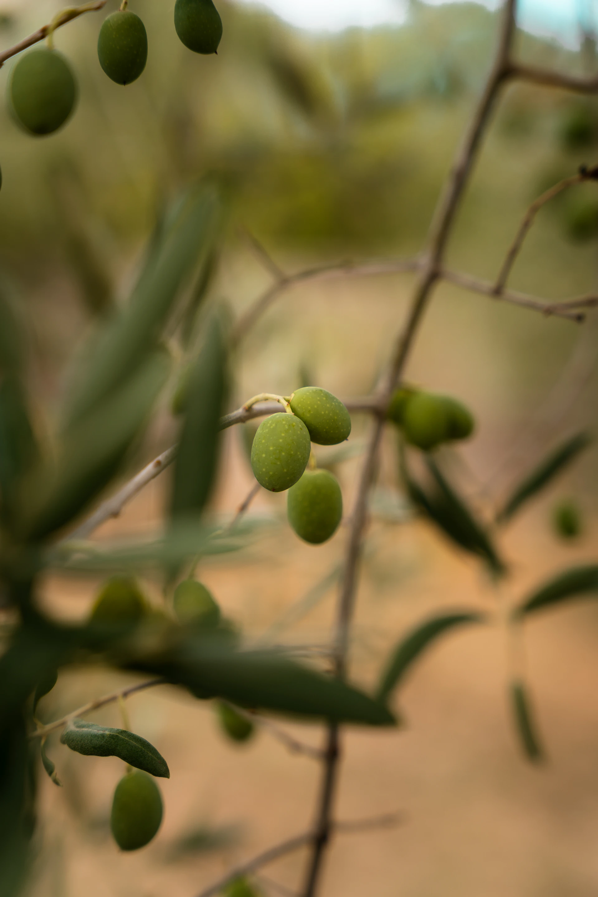 Green olives growing on a branch