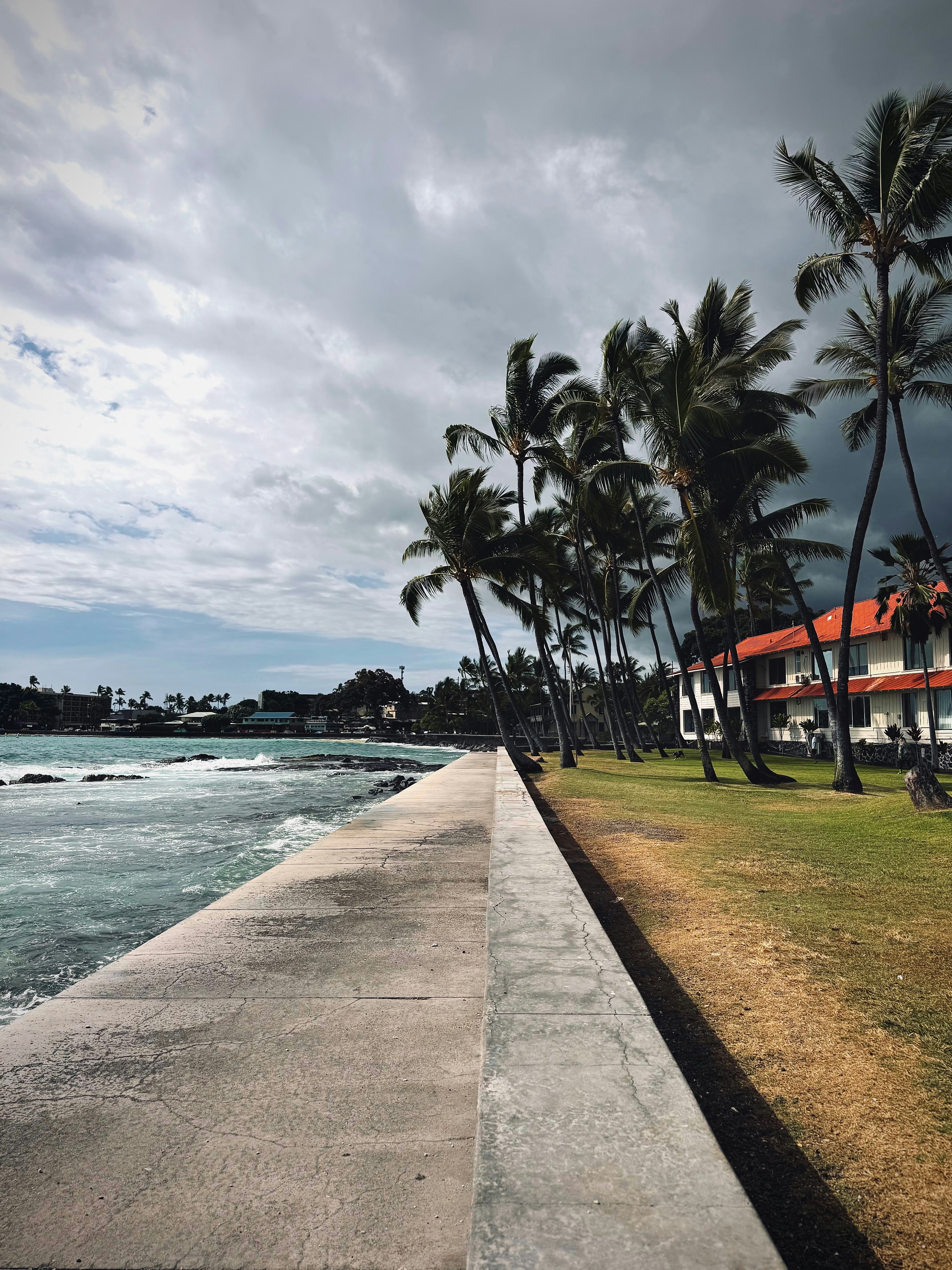 Palm trees line a coastal walkway beside buildings.