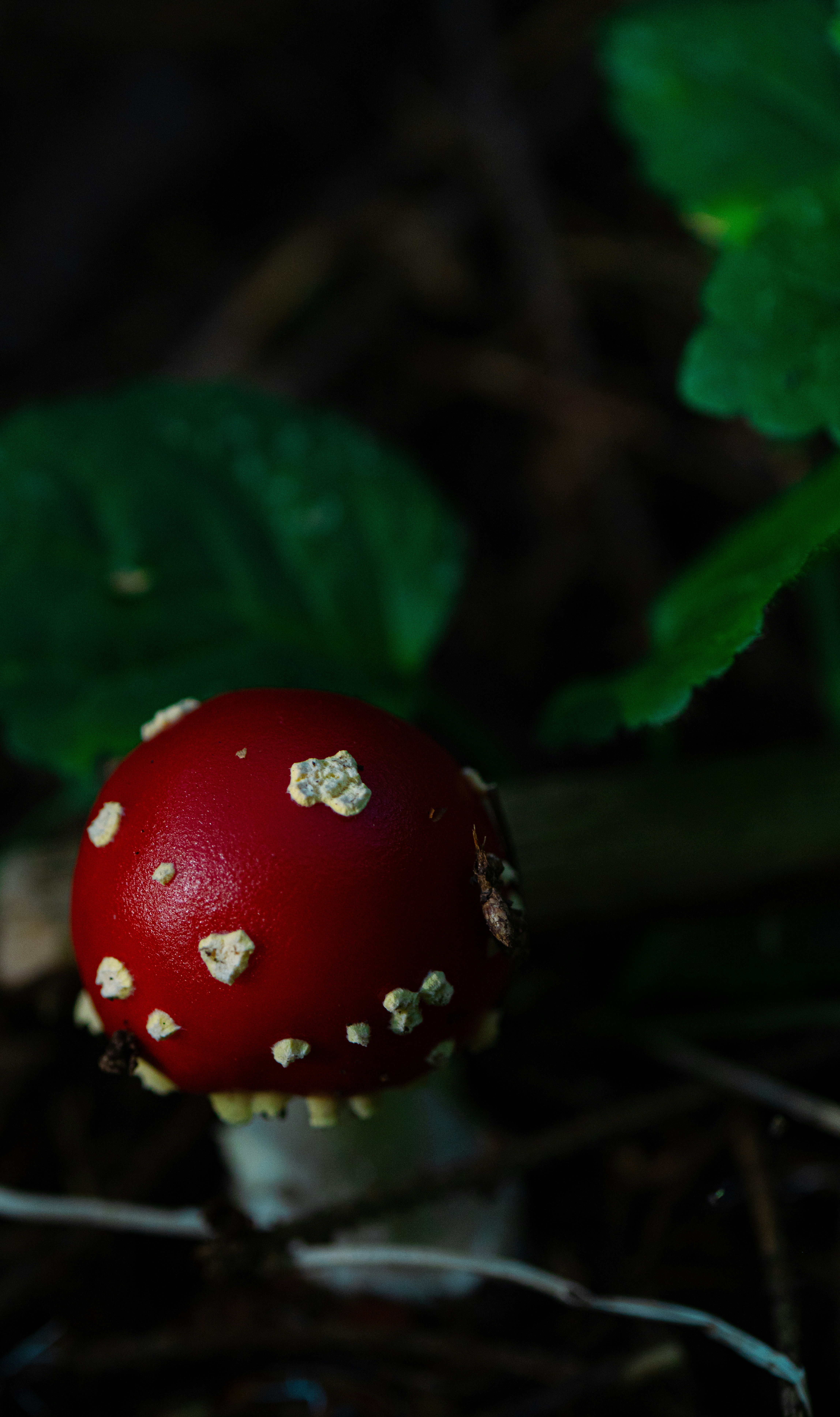 Red mushroom with white spots in forest