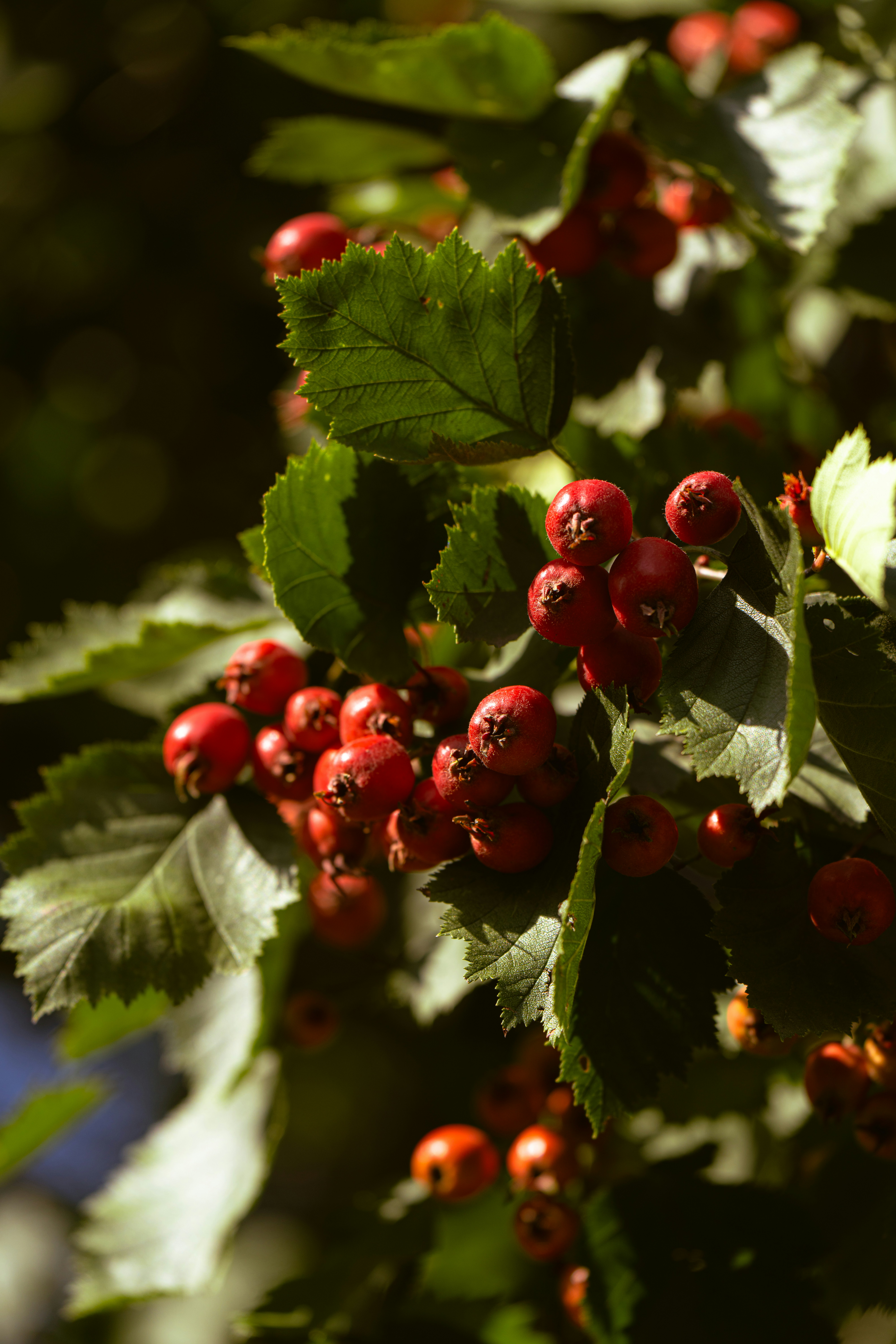 Cluster of red berries on a green leafy branch
