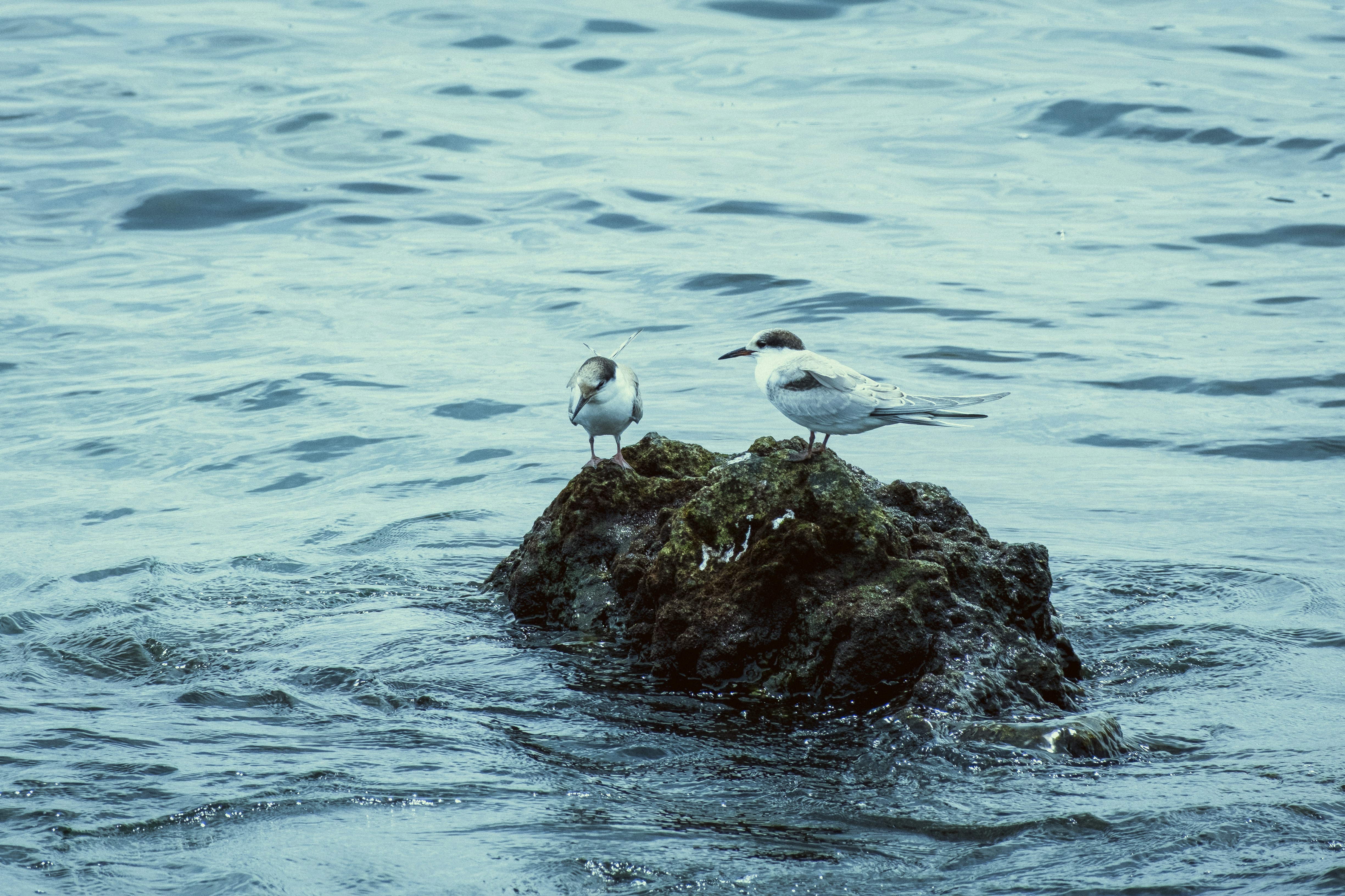 Photo by anastasiatr