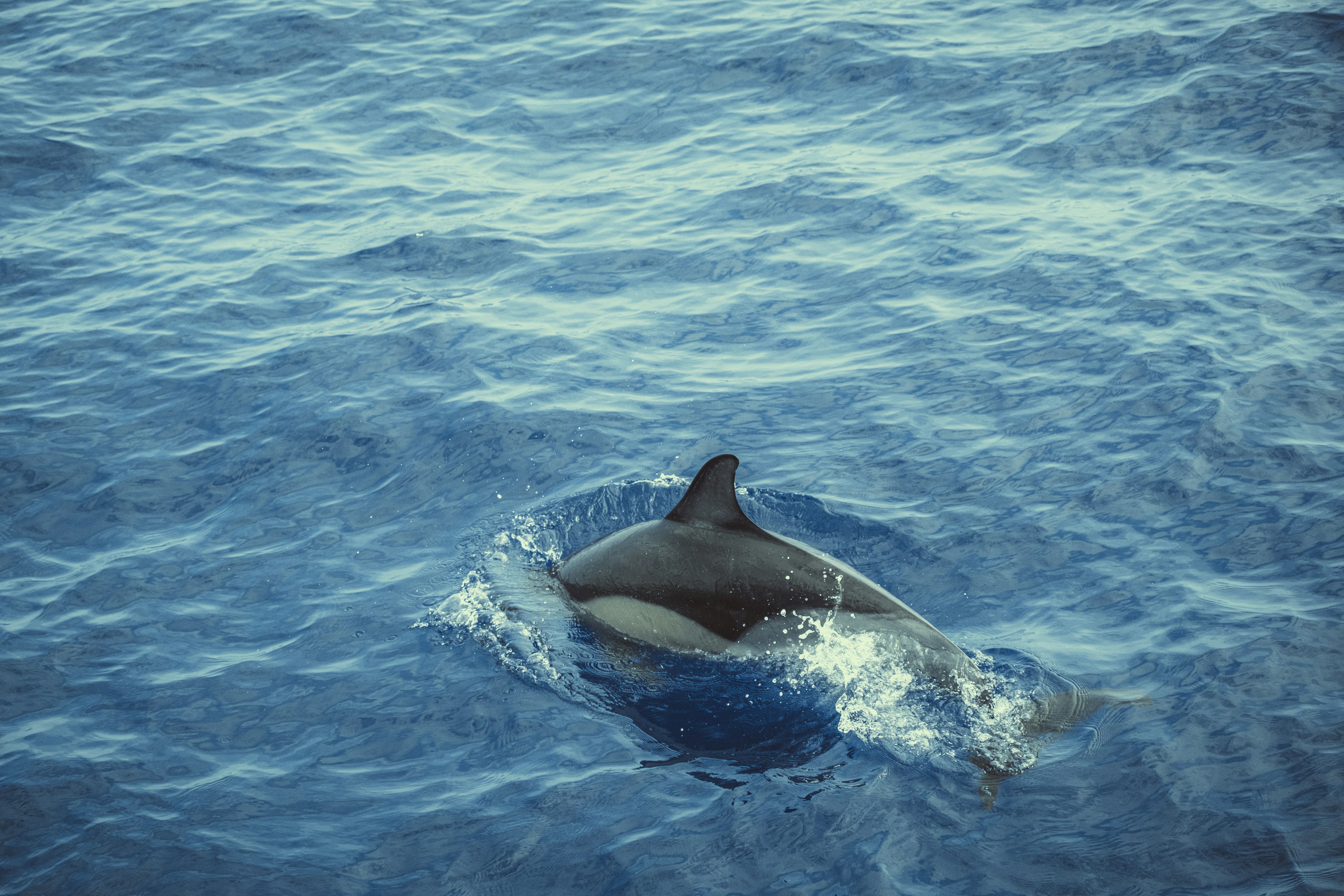 Photo by anastasiatr