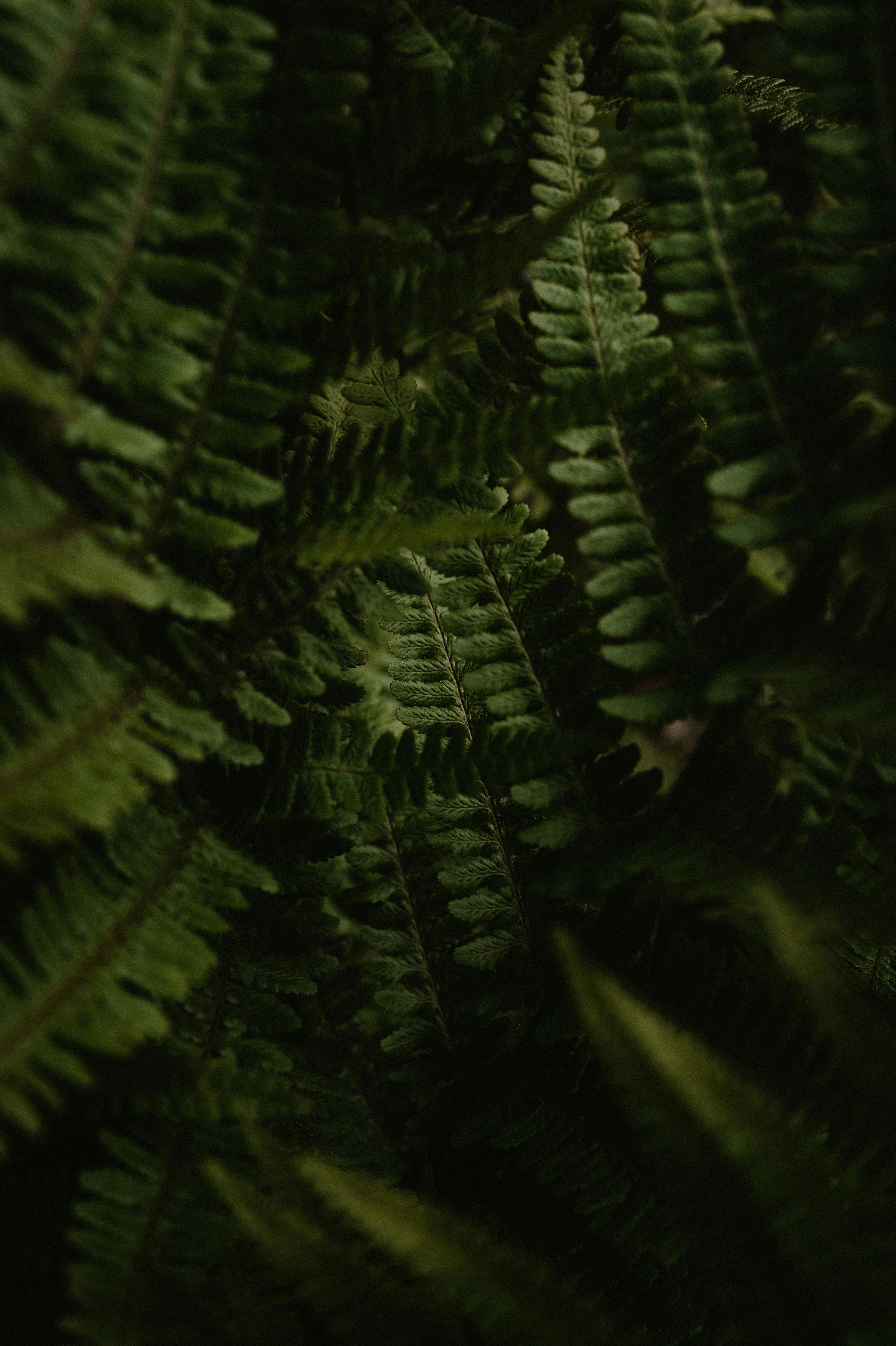 Close-up of lush green fern fronds in soft light