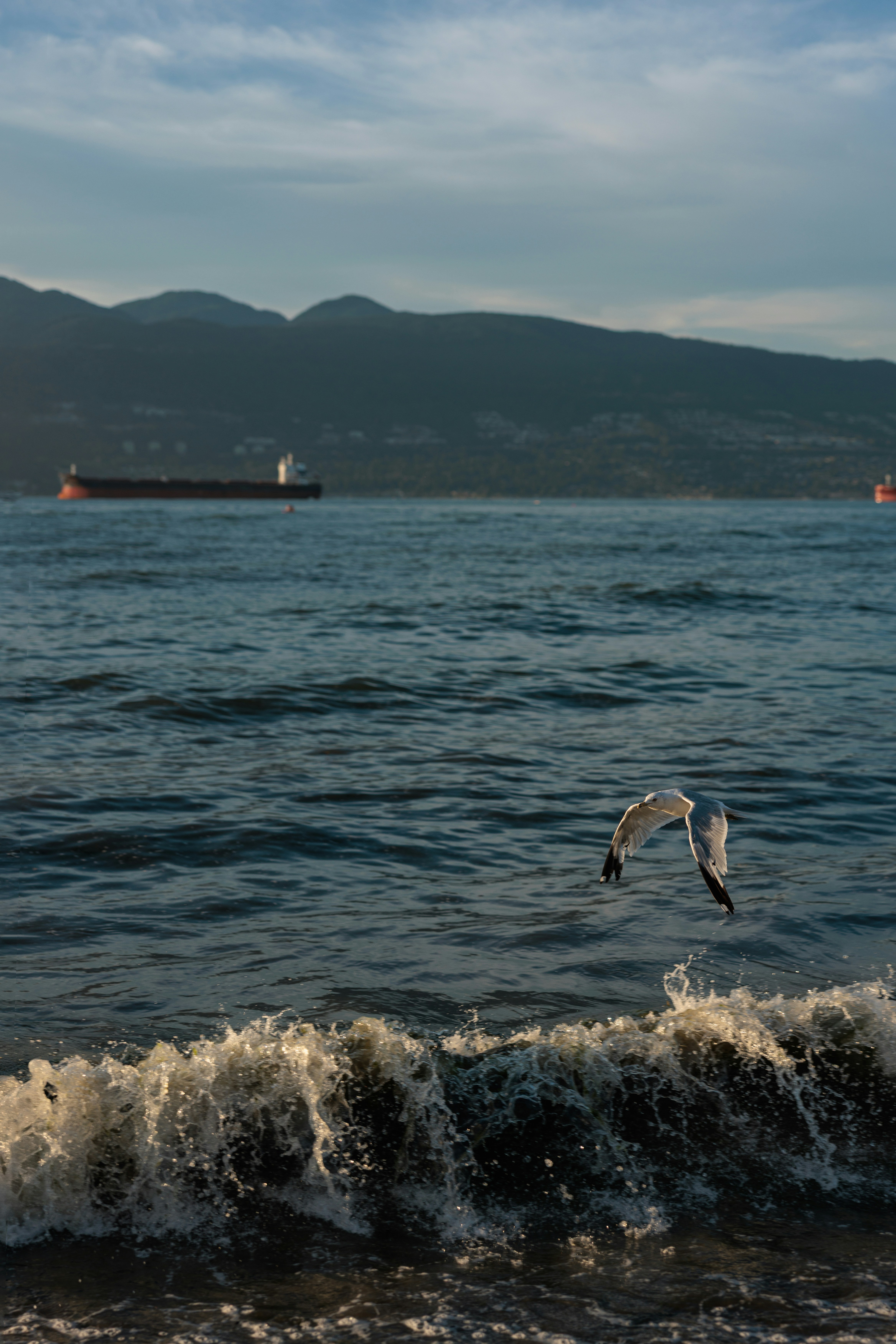 Seagull flying over waves near cargo ships