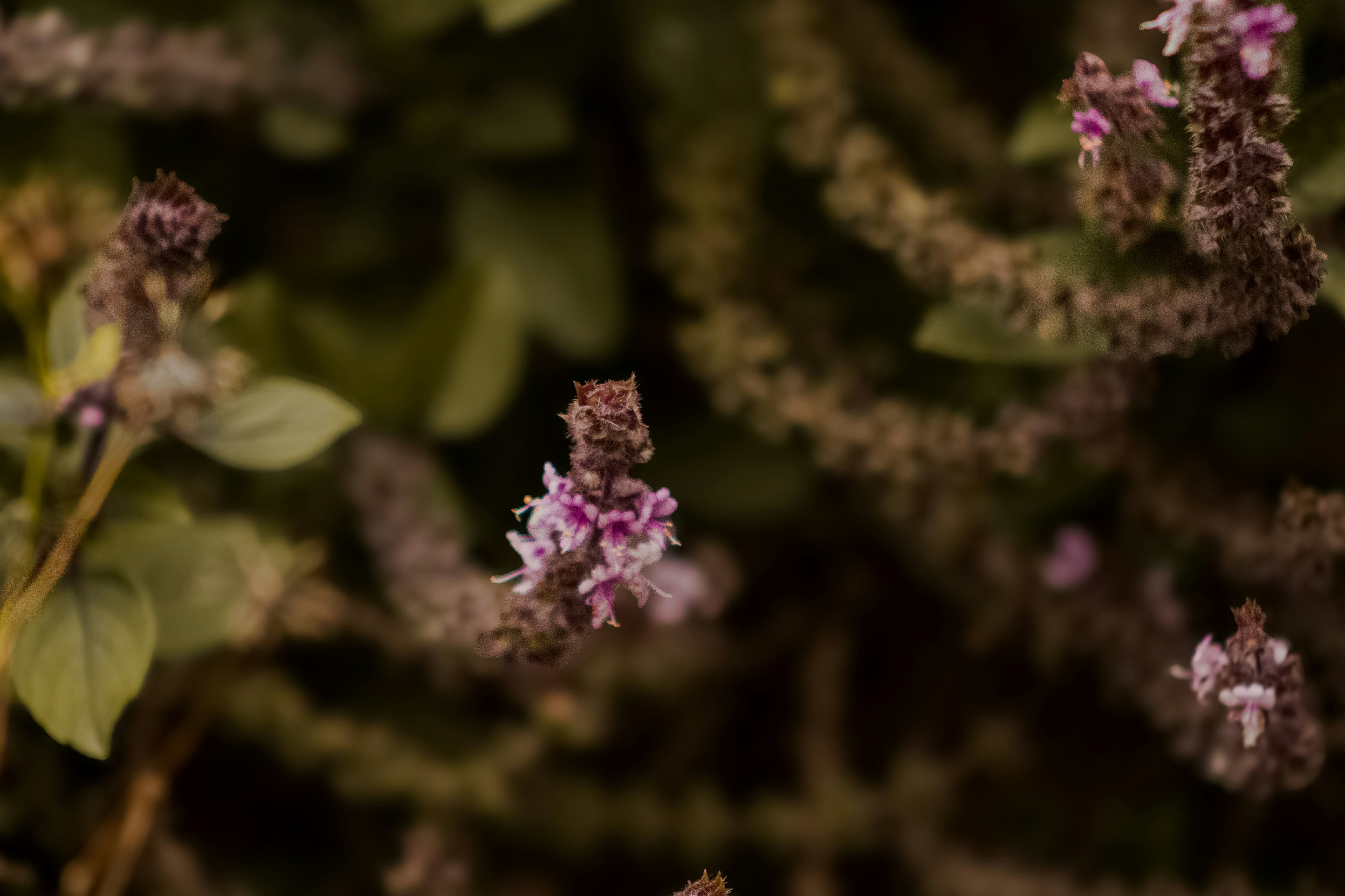 Photo by halannahalila