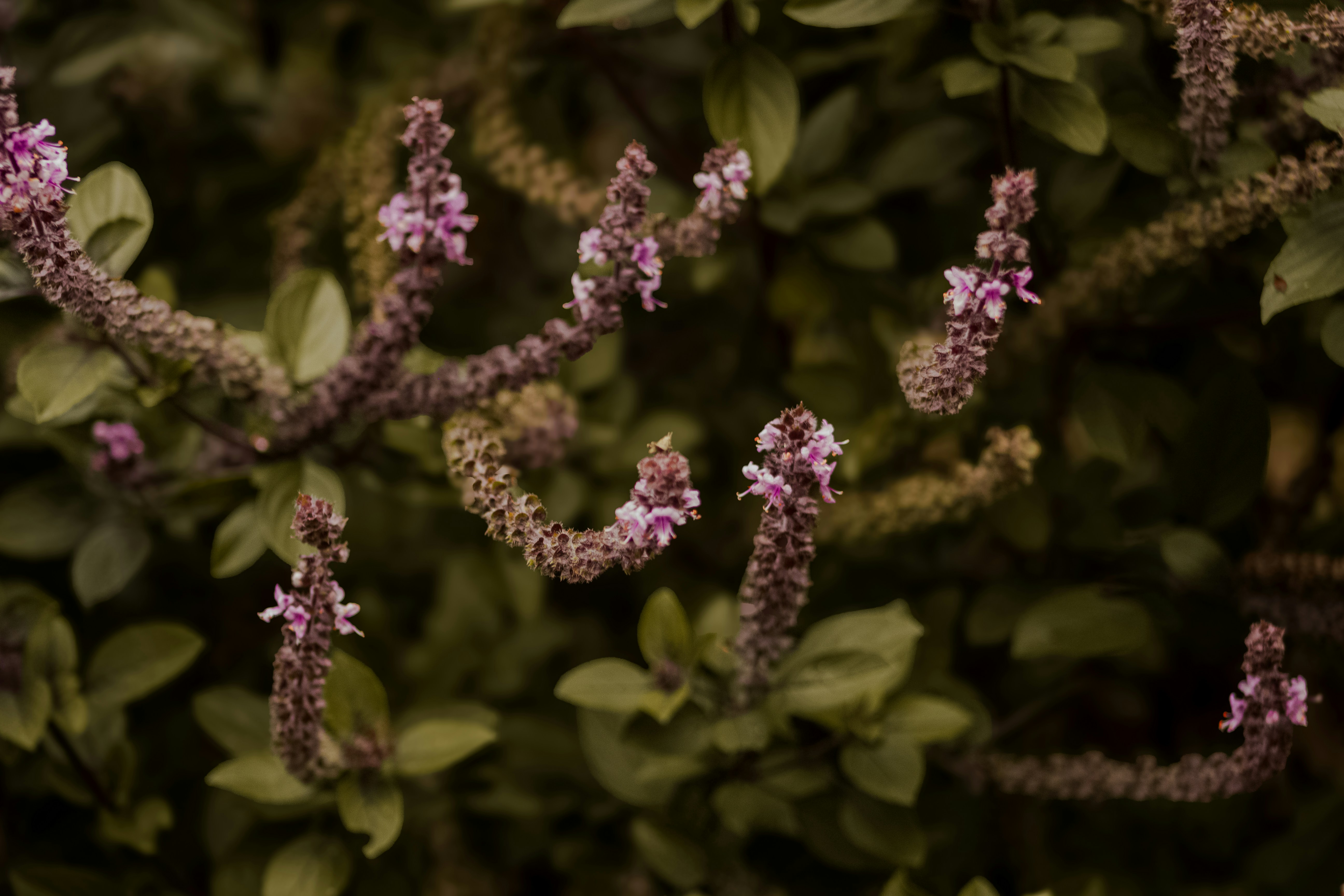 De délicates fleurs violettes s’épanouissent sur un buisson vert.