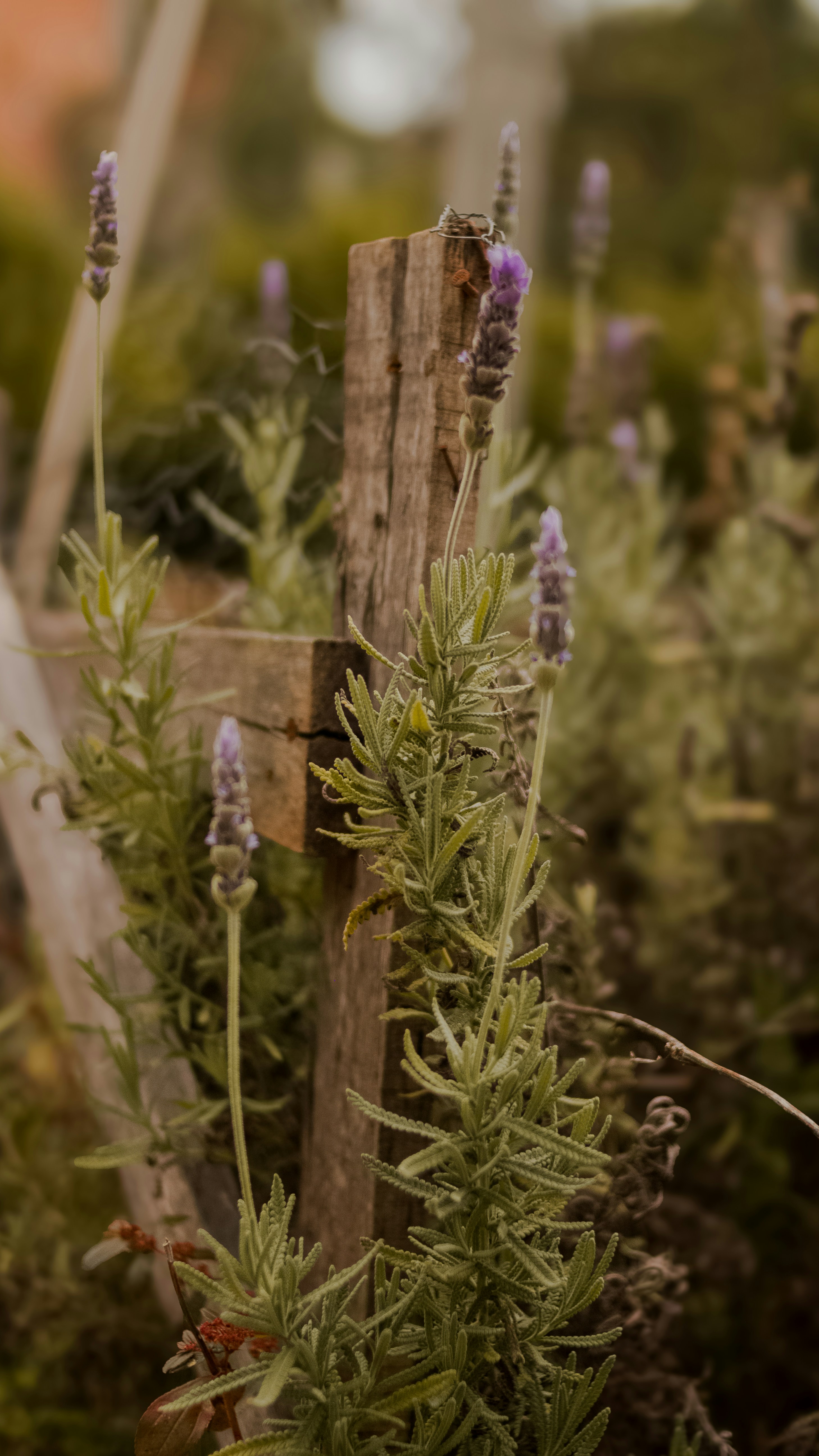 Fleurs de lavande à côté d’un poteau en bois patiné dans le jardin.