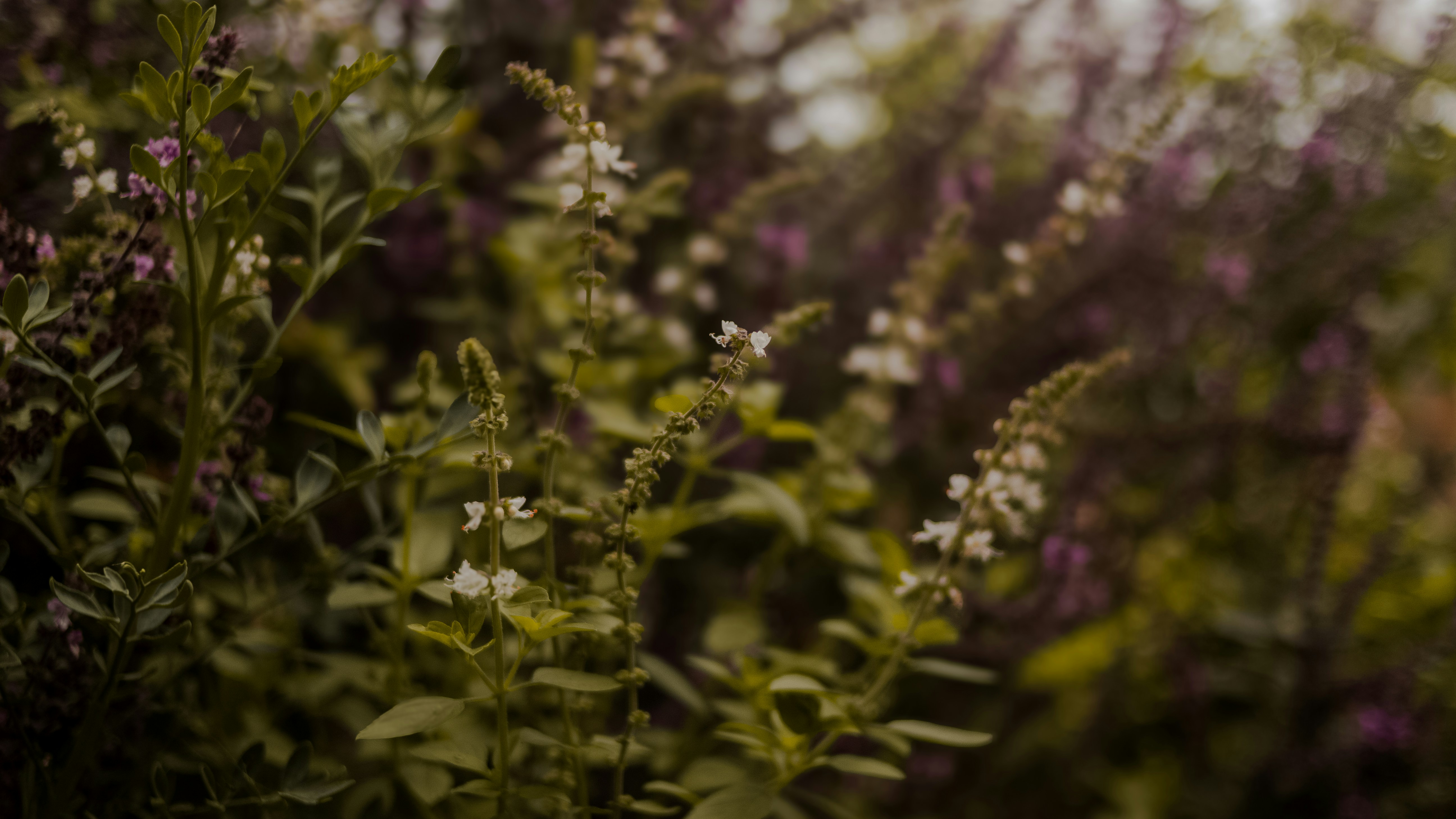 Photo by halannahalila