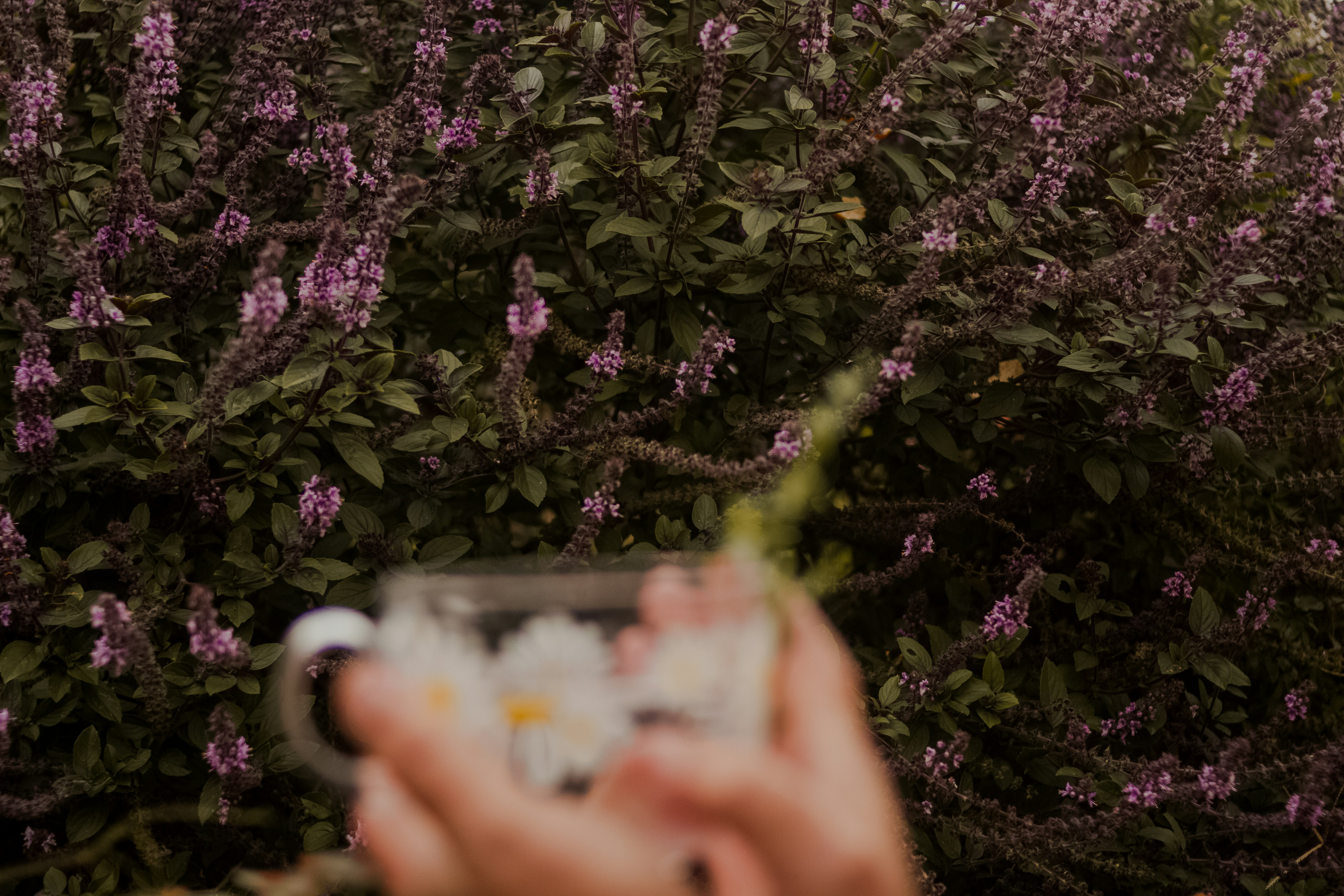 Main tenant une tasse florale avec fond de fleurs violettes
