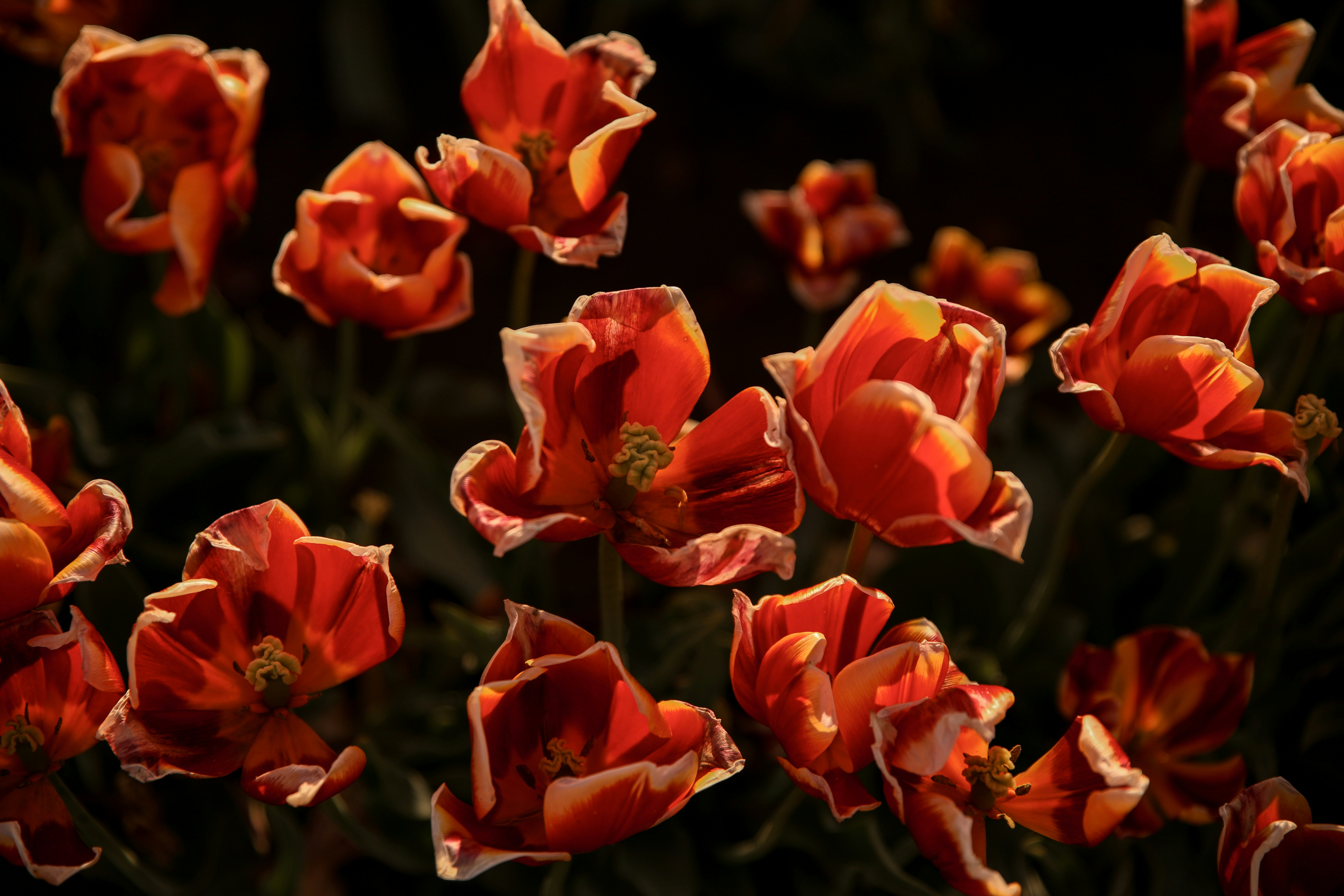 Red and white tulips bloom in soft light.