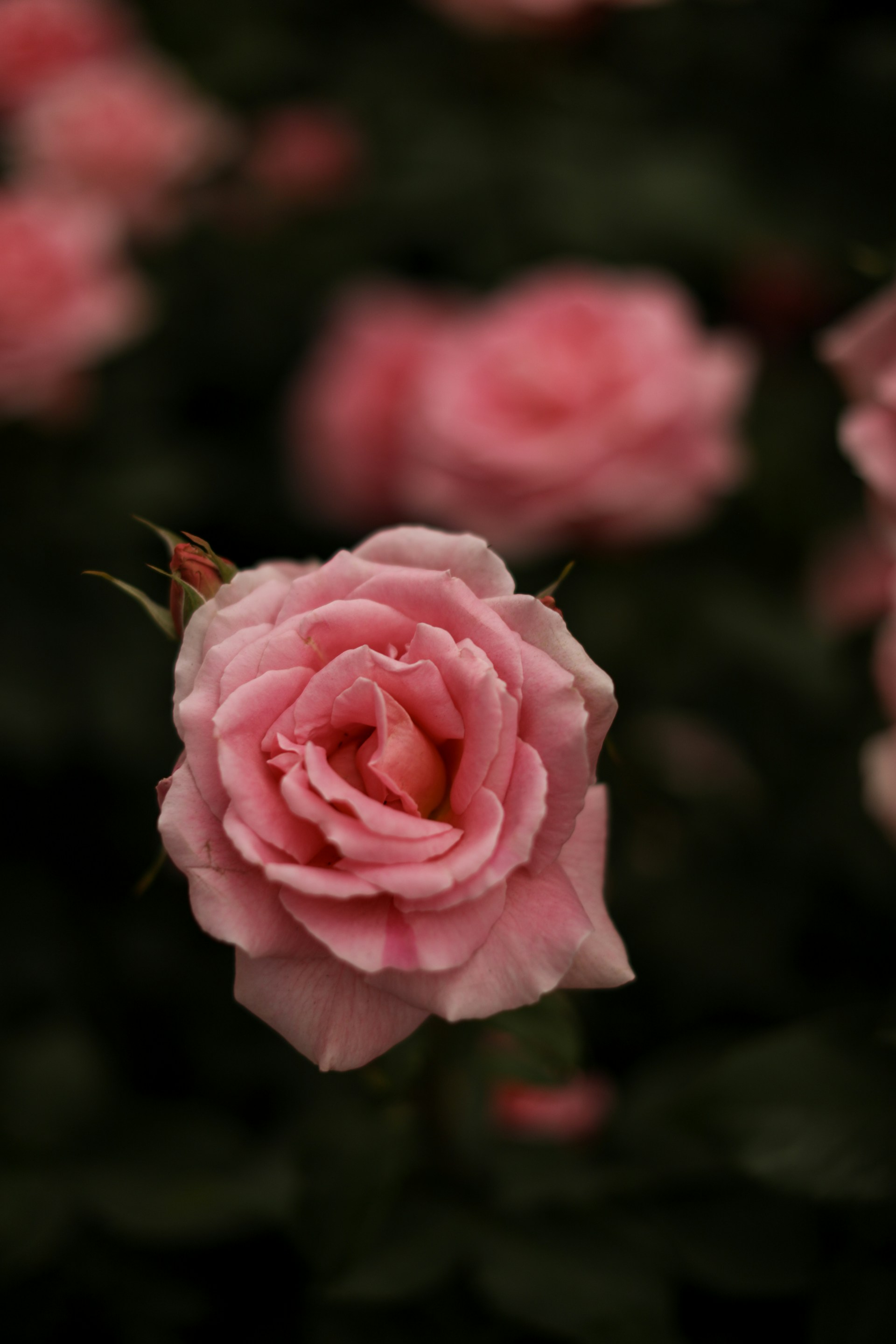A delicate pink rose blooms in soft focus.