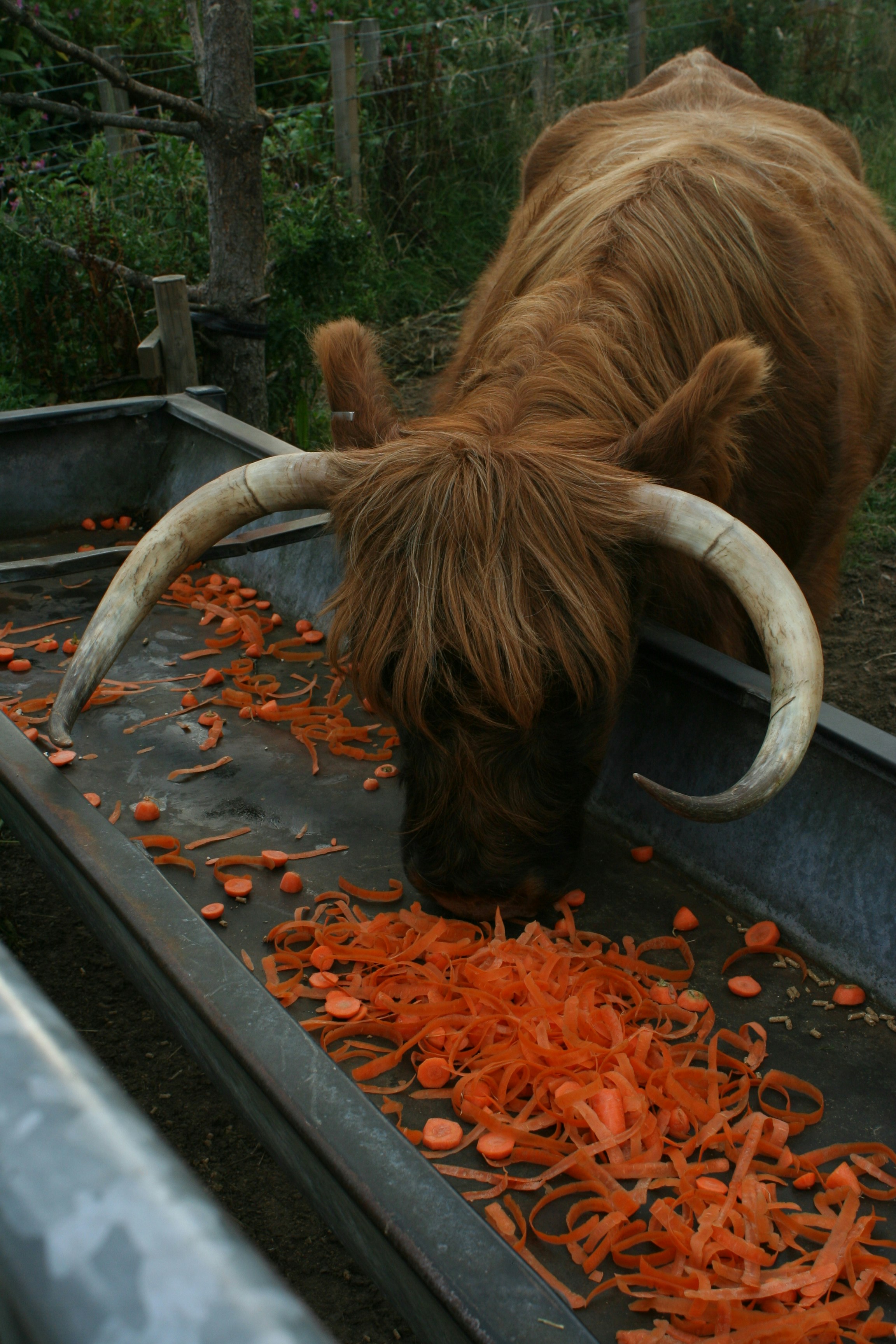 Vaca das Terras Altas comendo cenouras raladas de um comedouro.