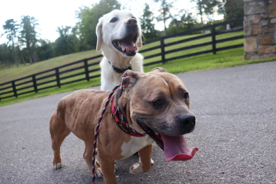 Two happy dogs playing together outdoors