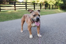 A happy dog on a leash outdoors