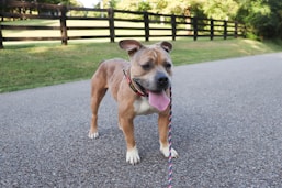 A happy dog on a leash outdoors