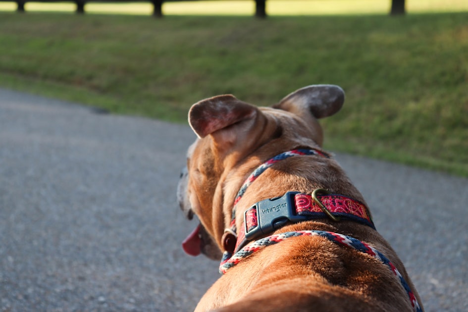 A brown dog with a colorful collar walks on a path.