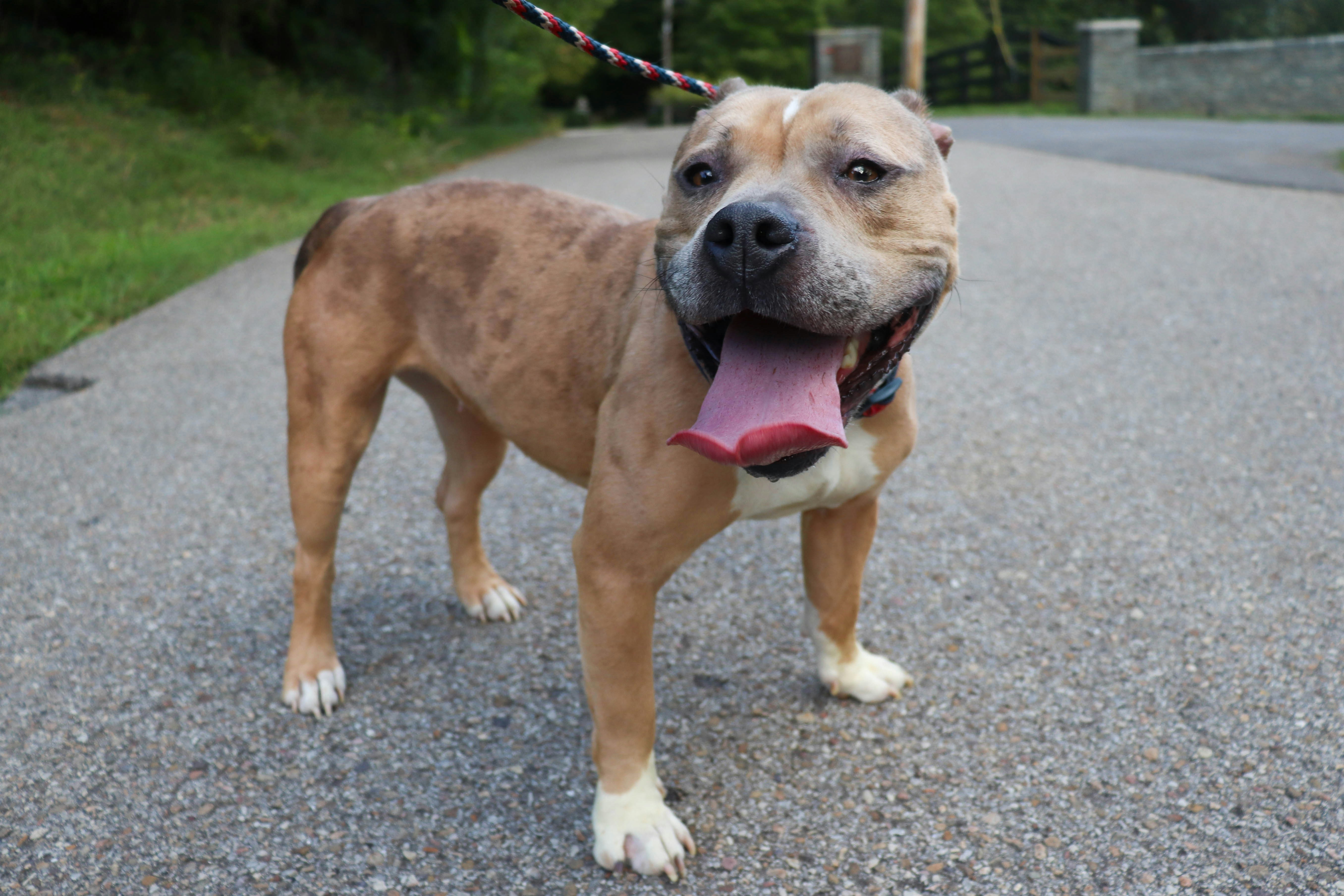 A tan pit bull with a brindle coat on a leash