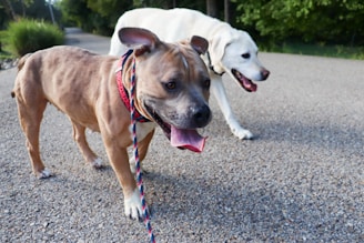Two dogs walking on a gravel path