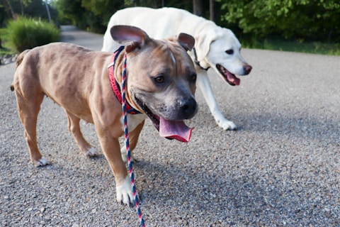 Two dogs walking on a gravel path