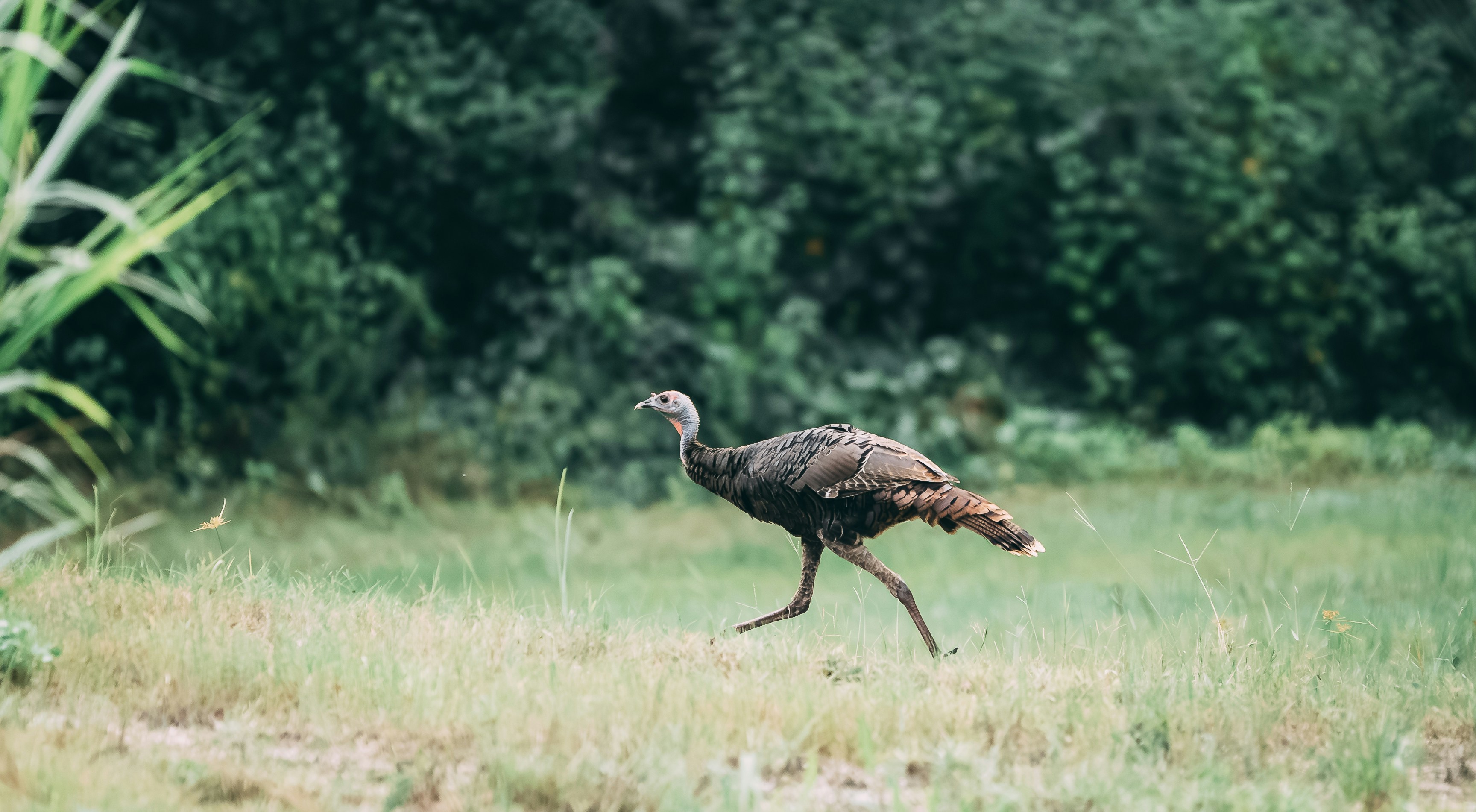 A turkey walks through a grassy field.