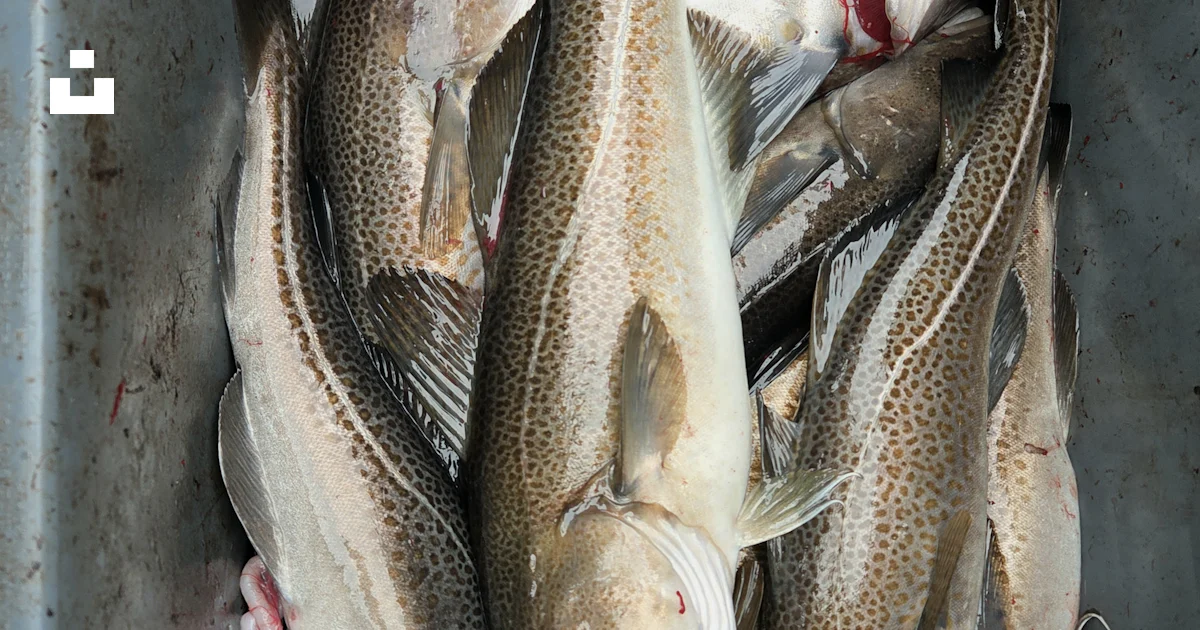 Freshly caught cod fish in a bucket photo – Free Fish Image on Unsplash