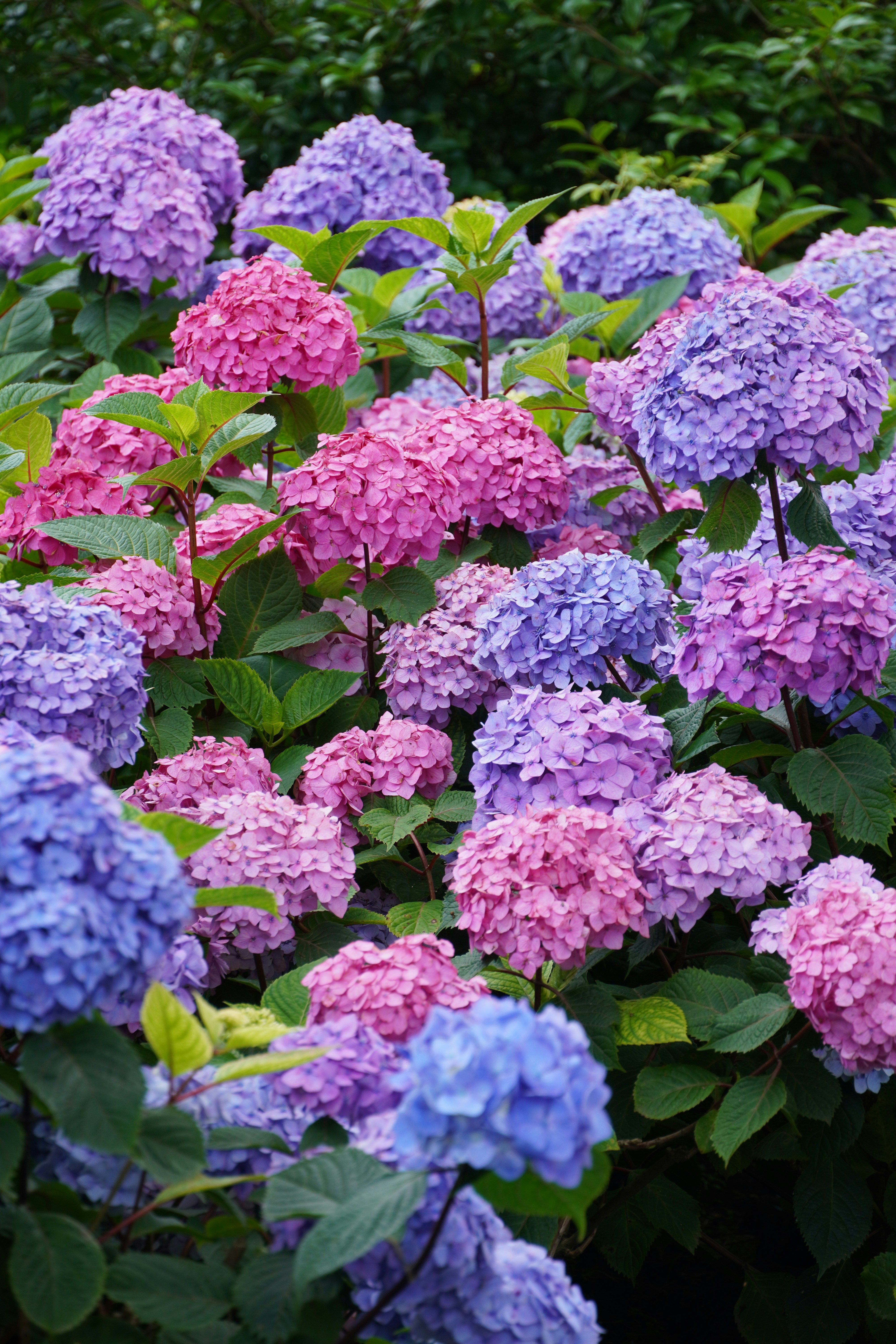 Photo by lifeinkorea