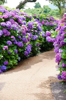 A winding path through blooming purple hydrangeas