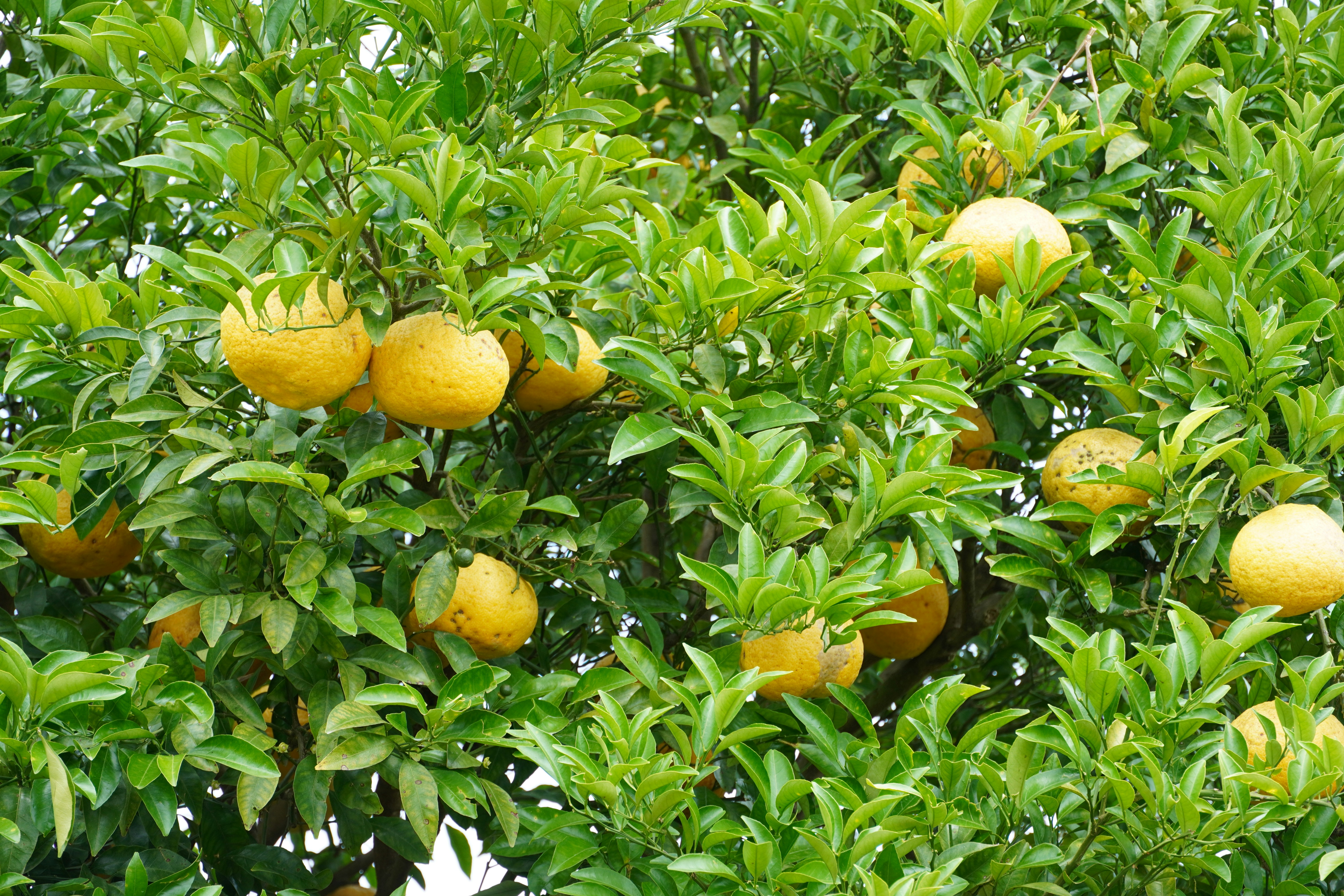 Photo by lifeinkorea