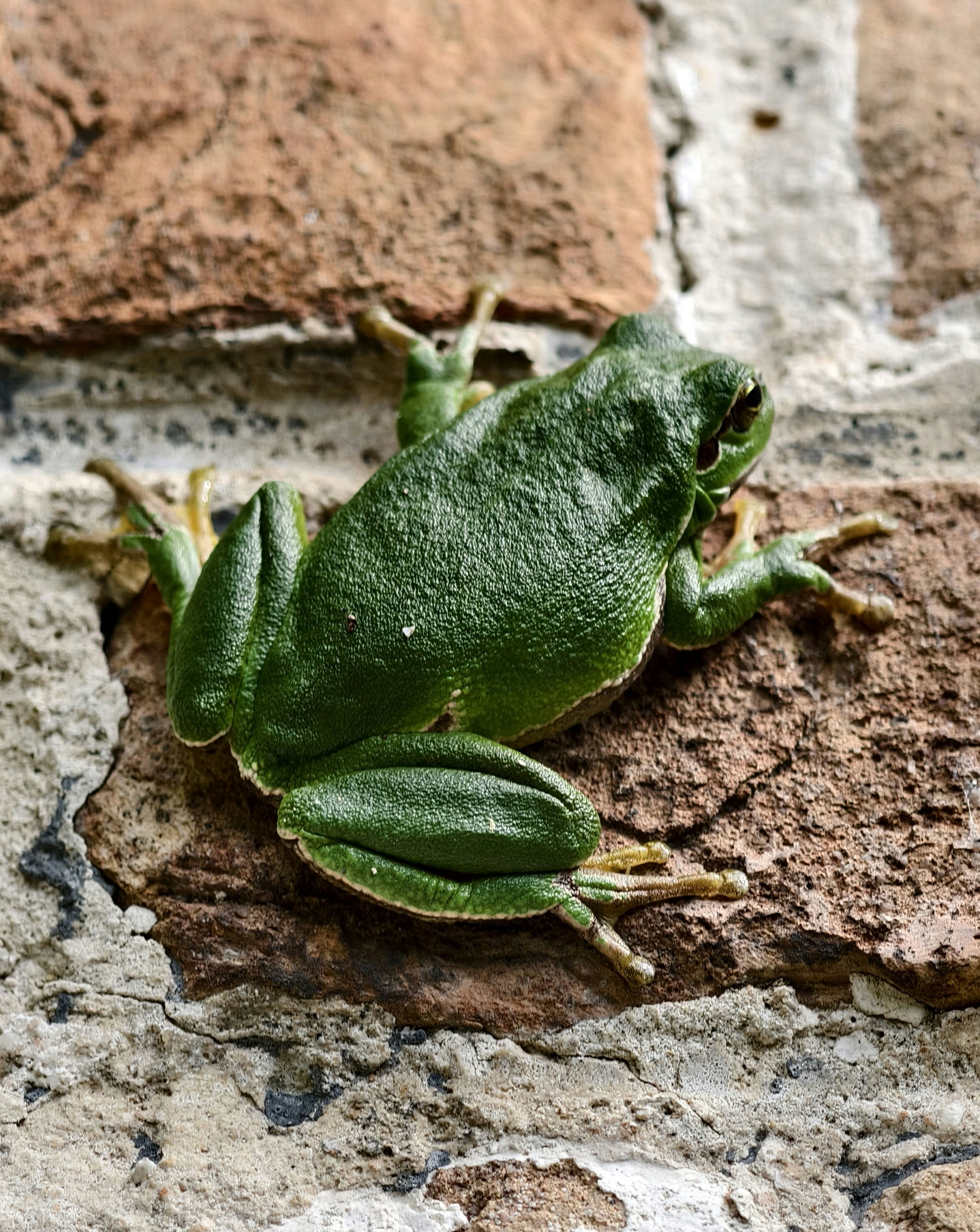 A green frog clings to a brick wall.