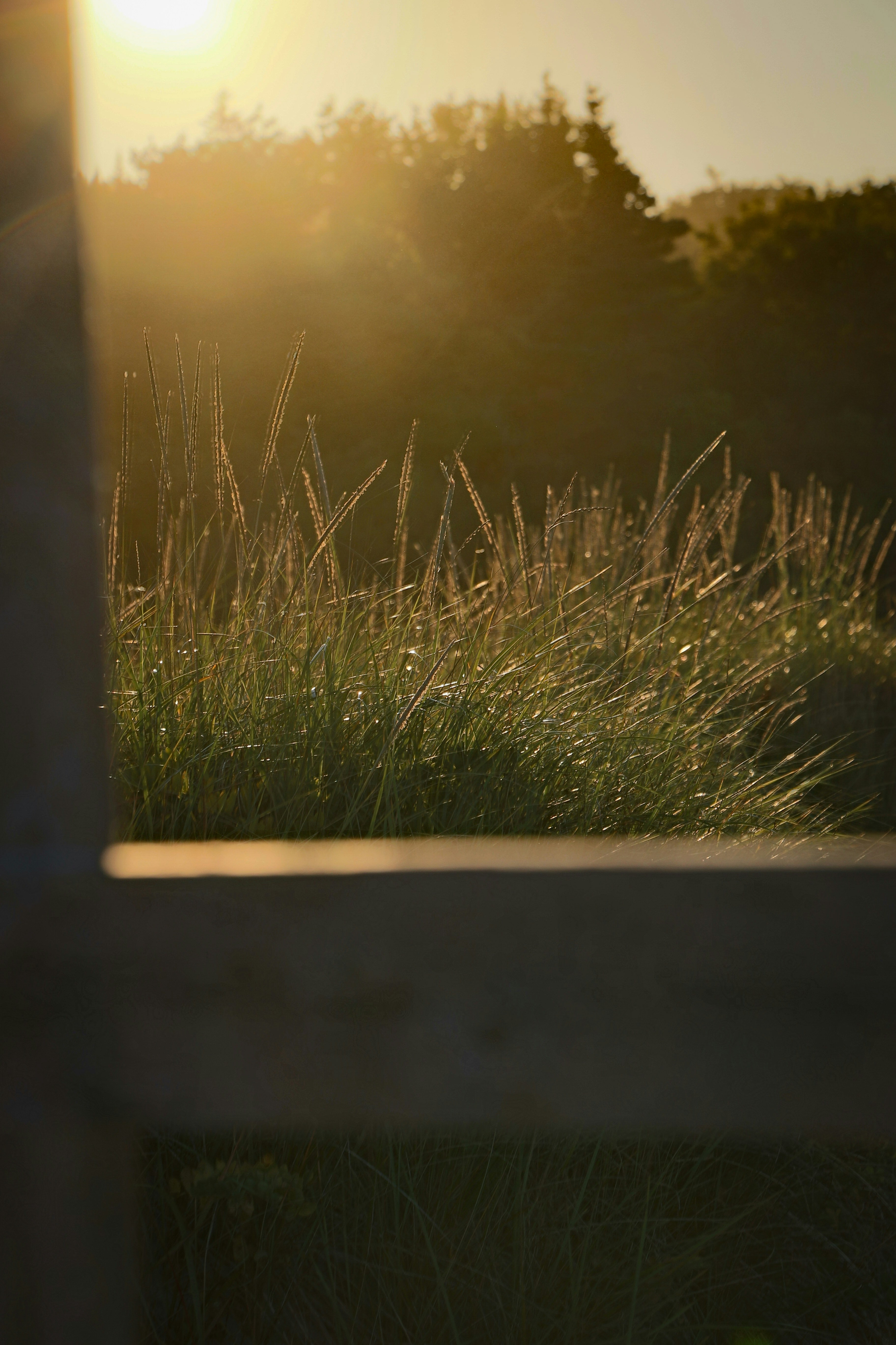 Golden sunrise over grassy field with dew drops.
