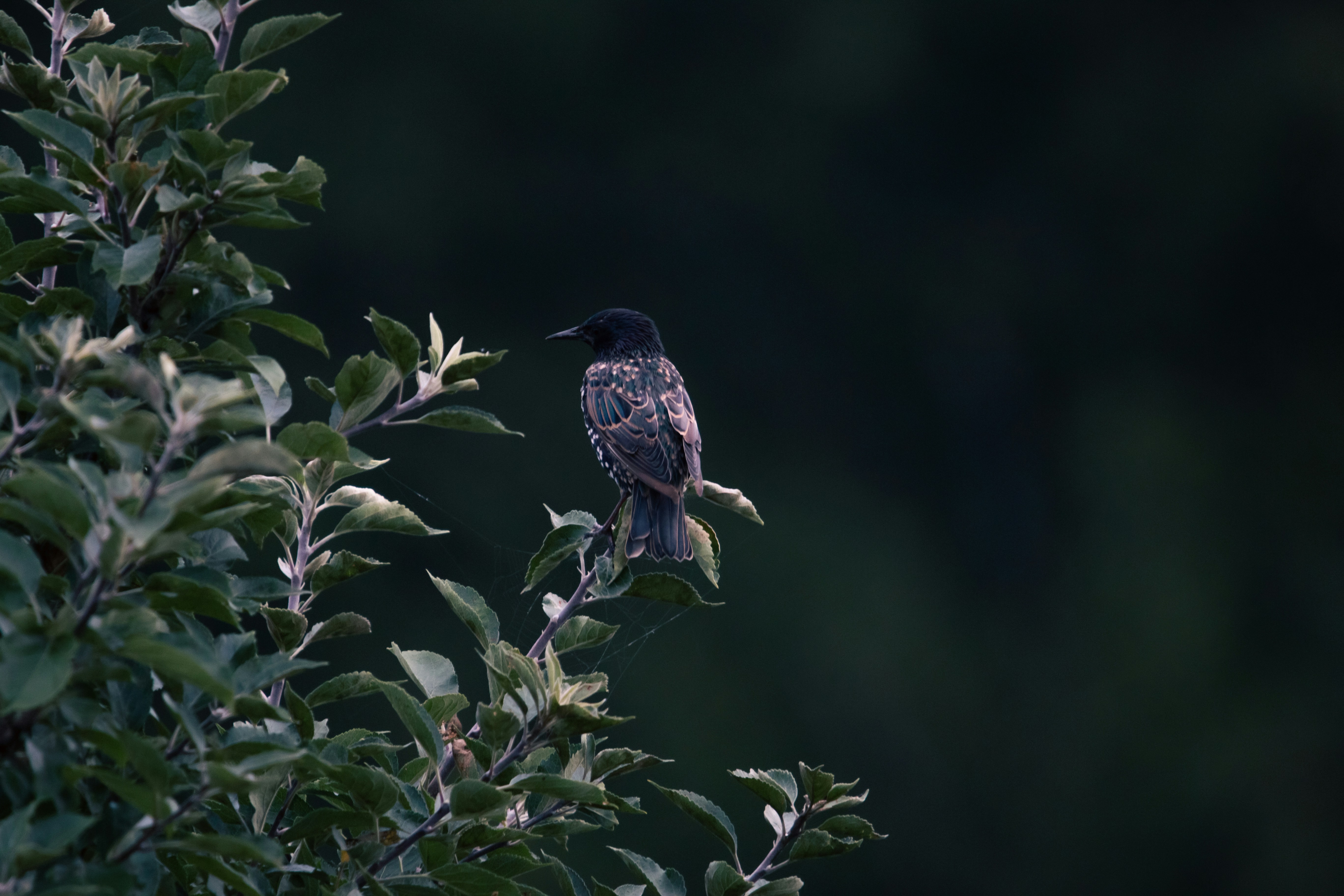 A bird rests on a leafy branch against dark background