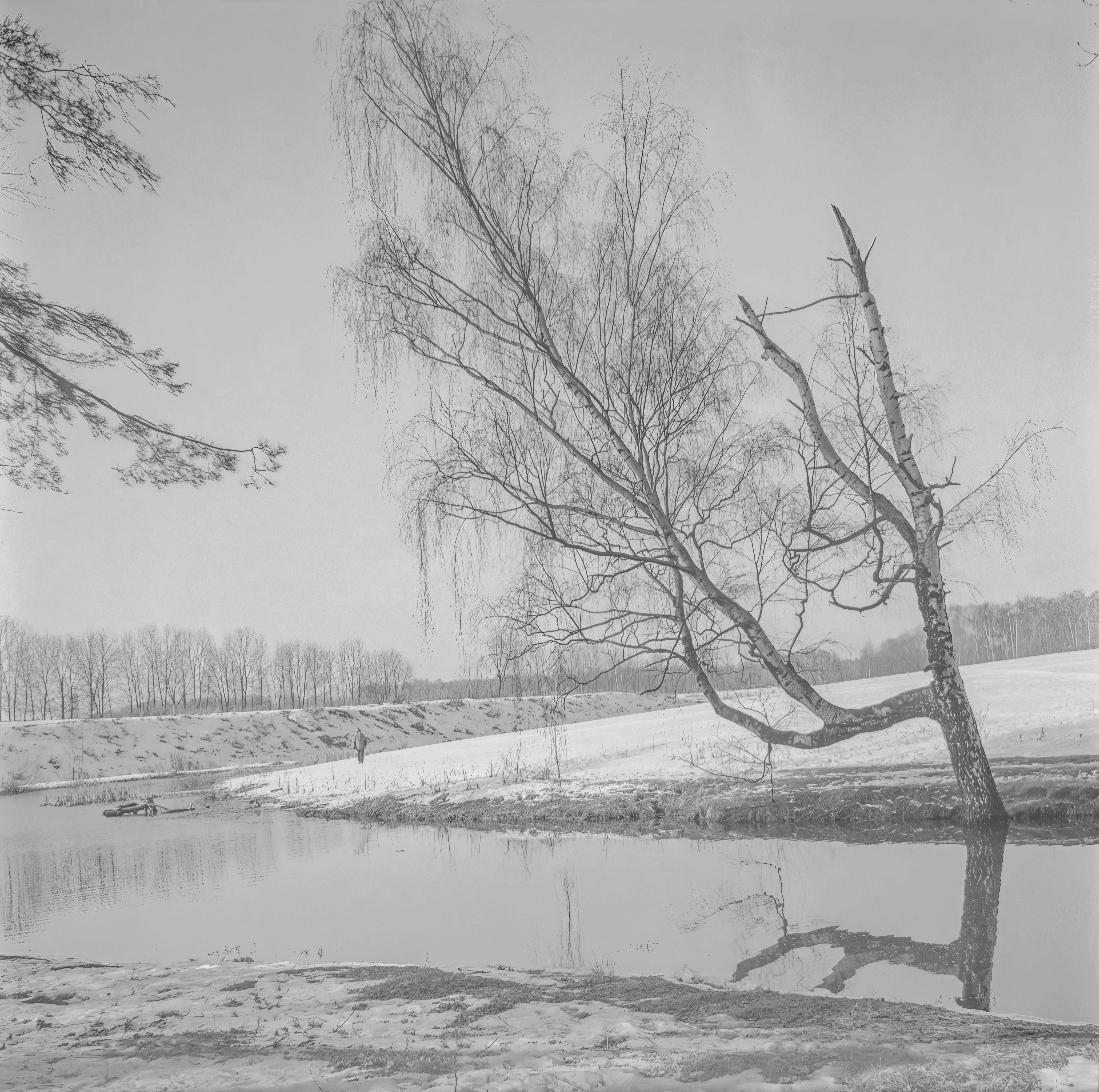 Kahler Baum, der sich im Winter über ruhiges Wasser beugt