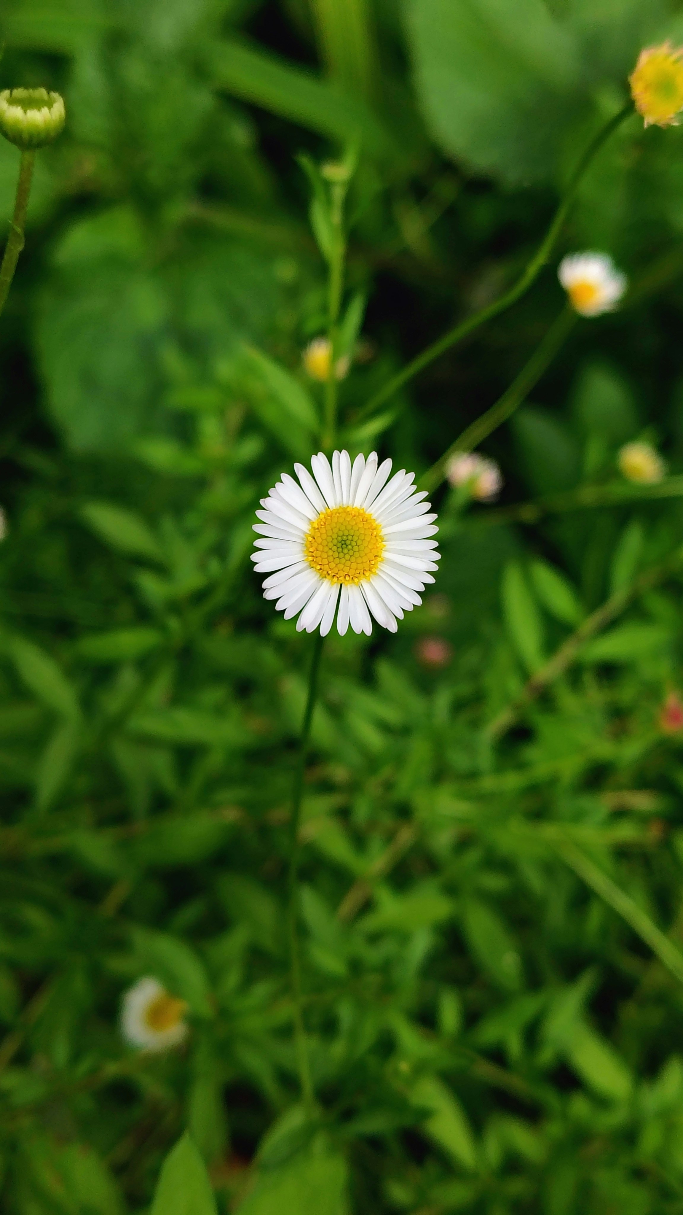 Photo by dendrophile