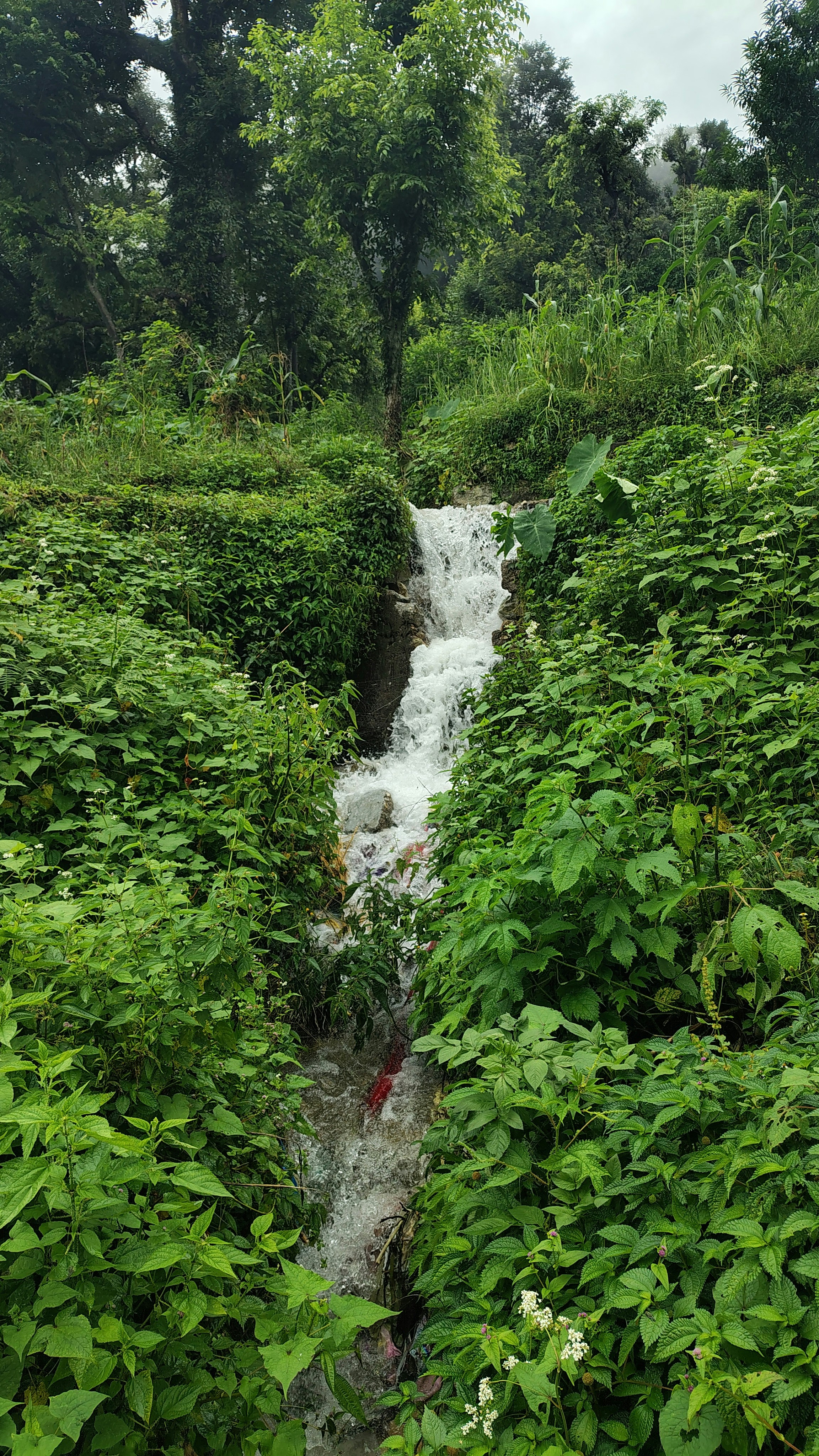 Photo by dendrophile