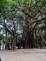 Banyan tree aerial root system, learning from nature's structure
