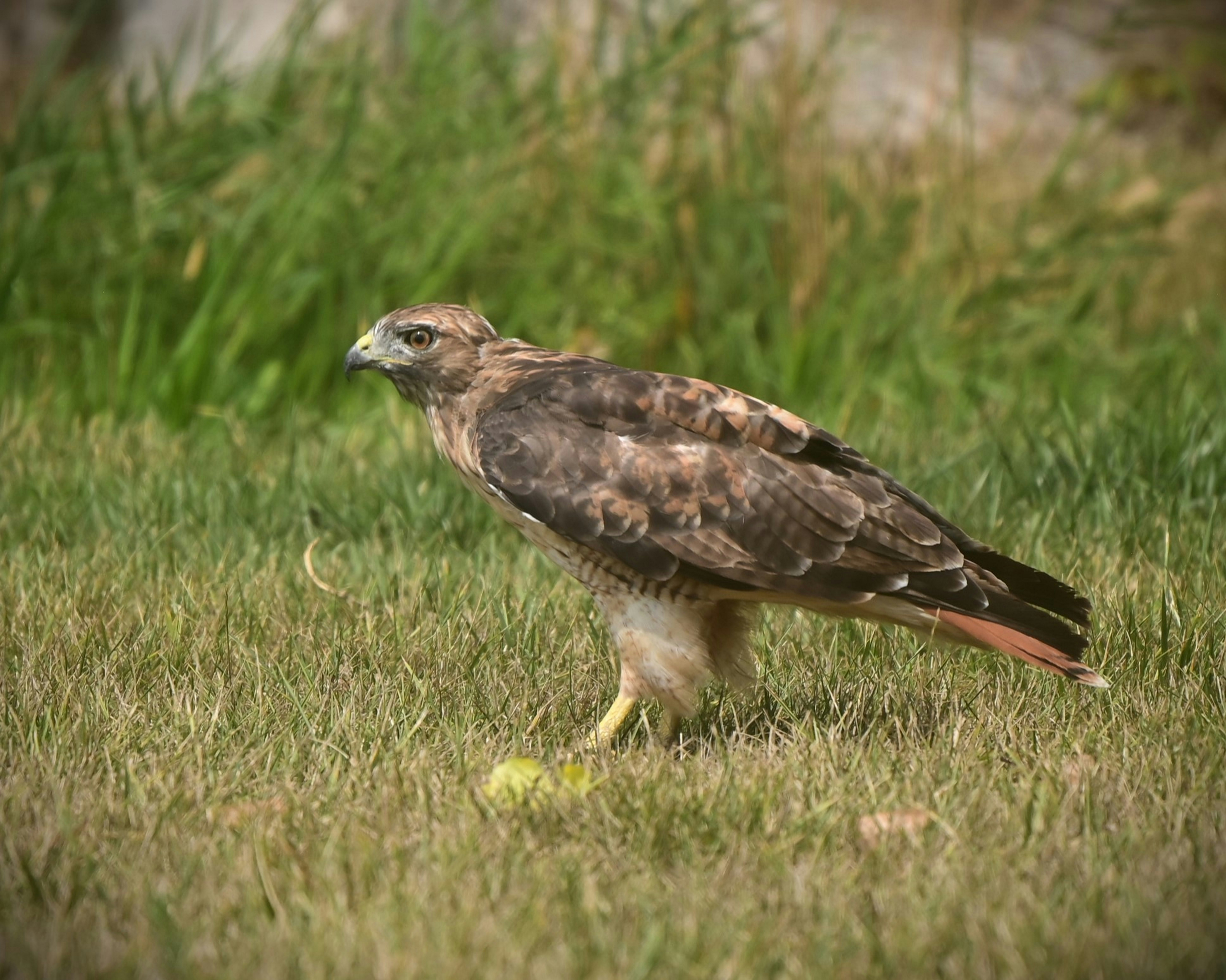 A hawk stands in green grass with a blurry background.