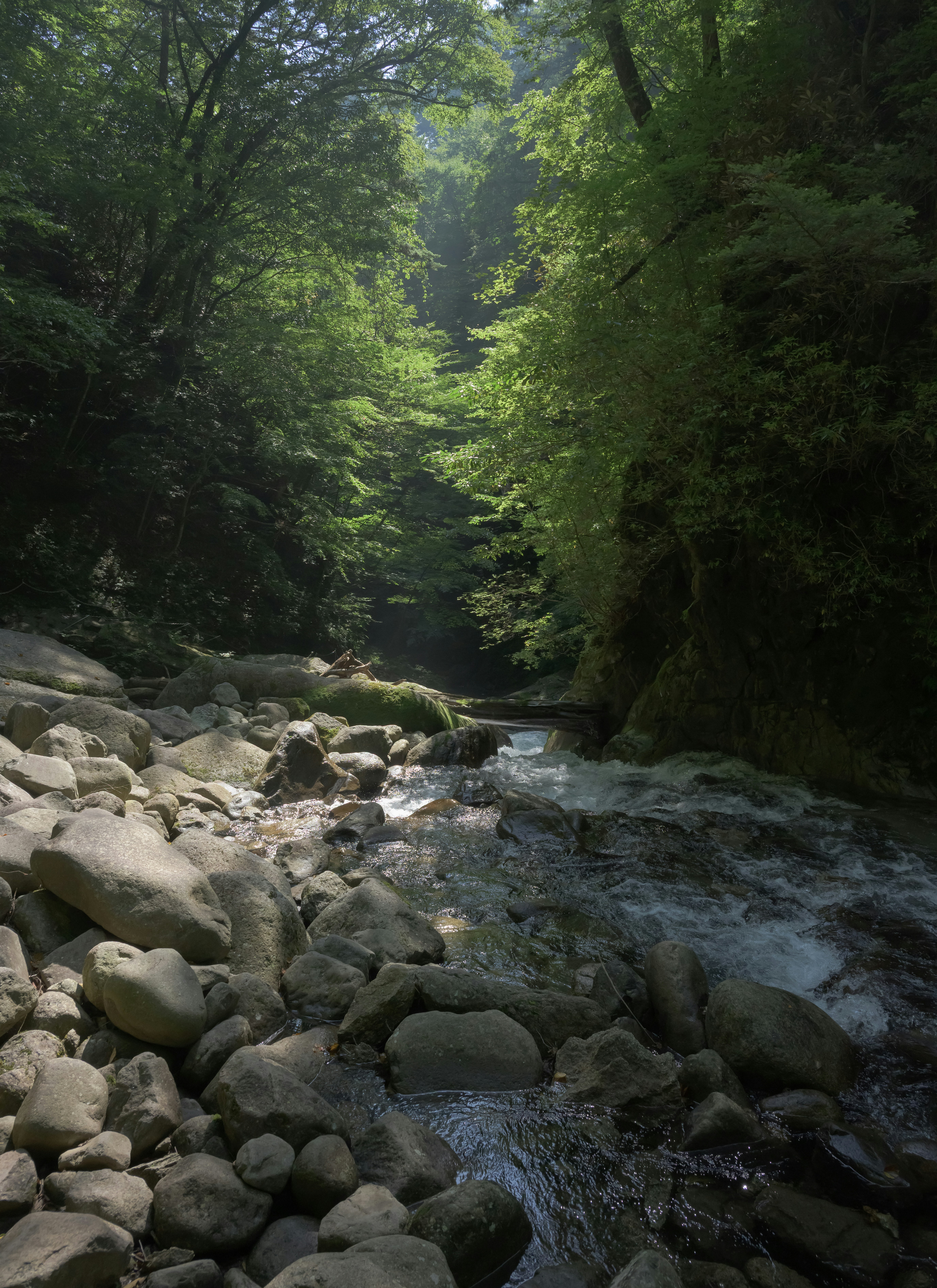 A rocky stream flows through a lush green forest.