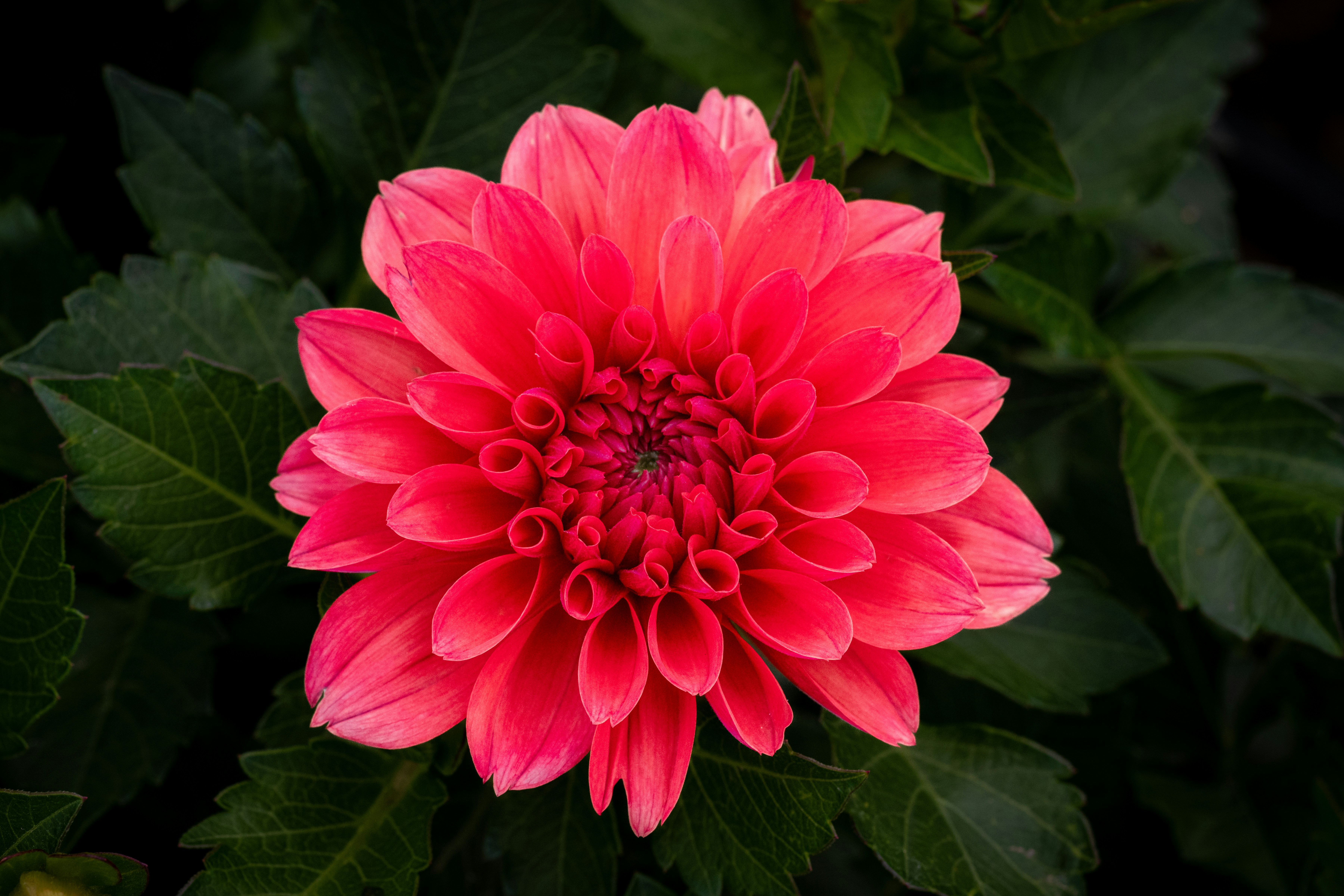 Photo by siegfriedpoepperl