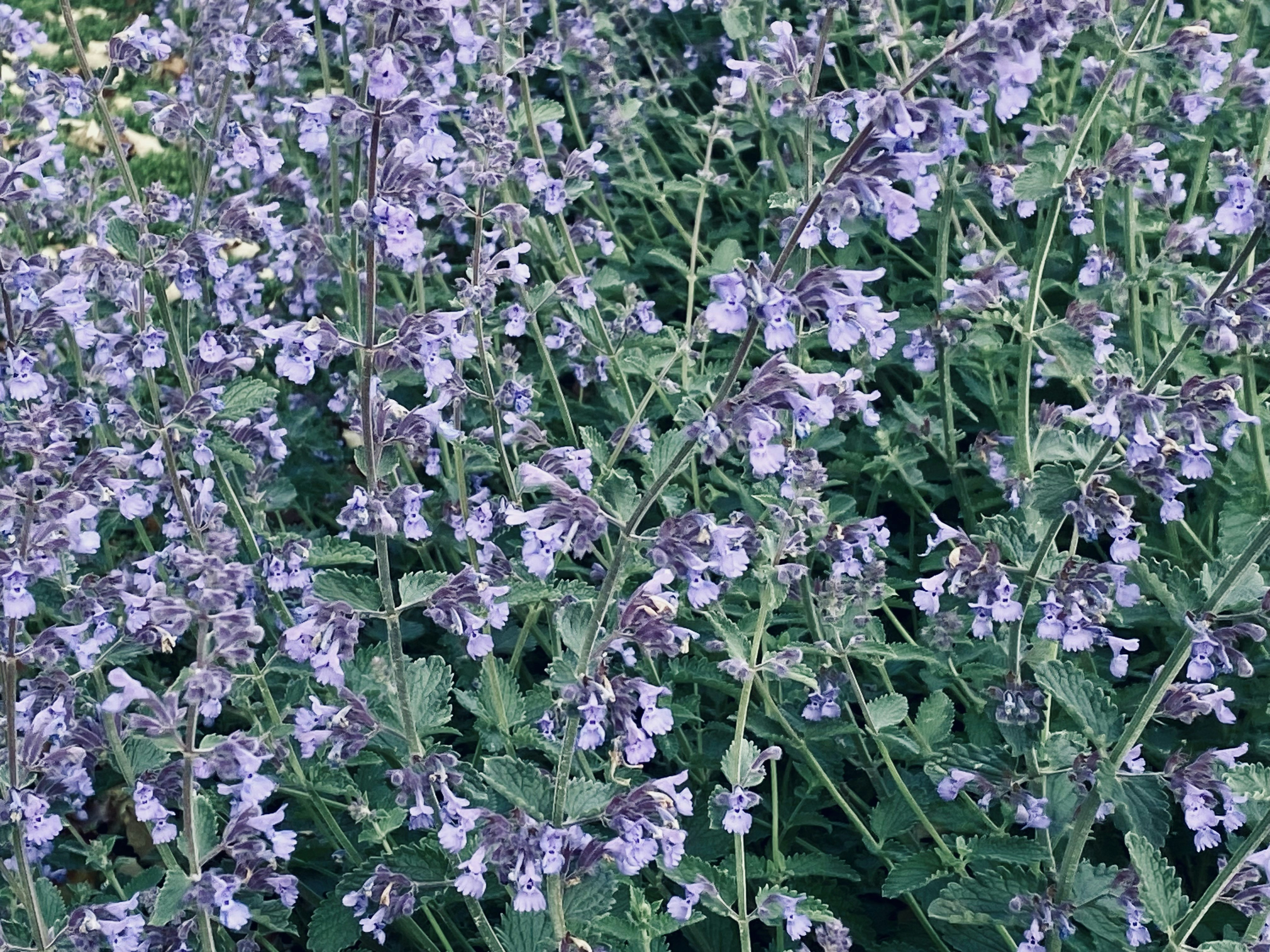 Sage