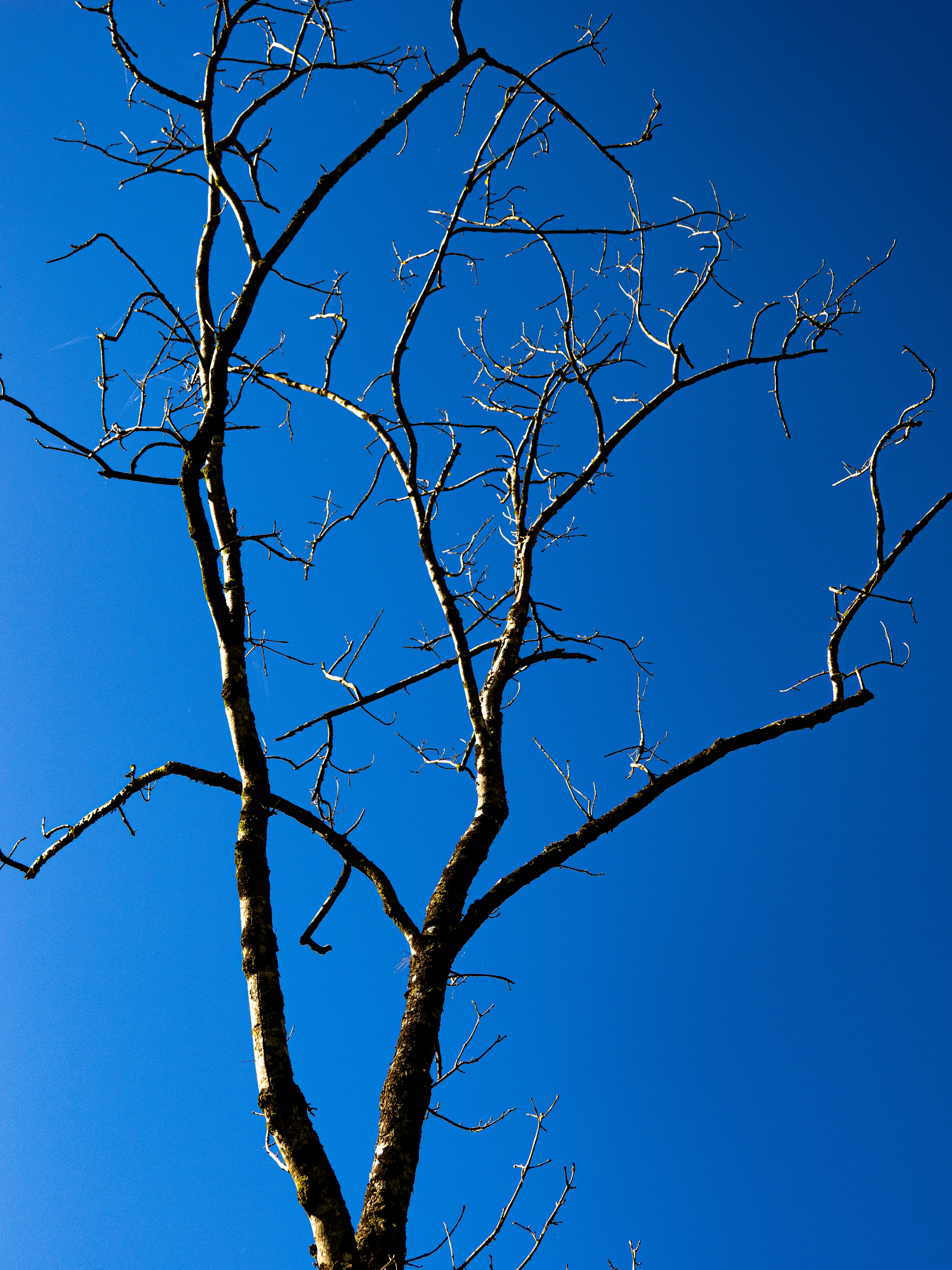 Photo by gopitri_prem