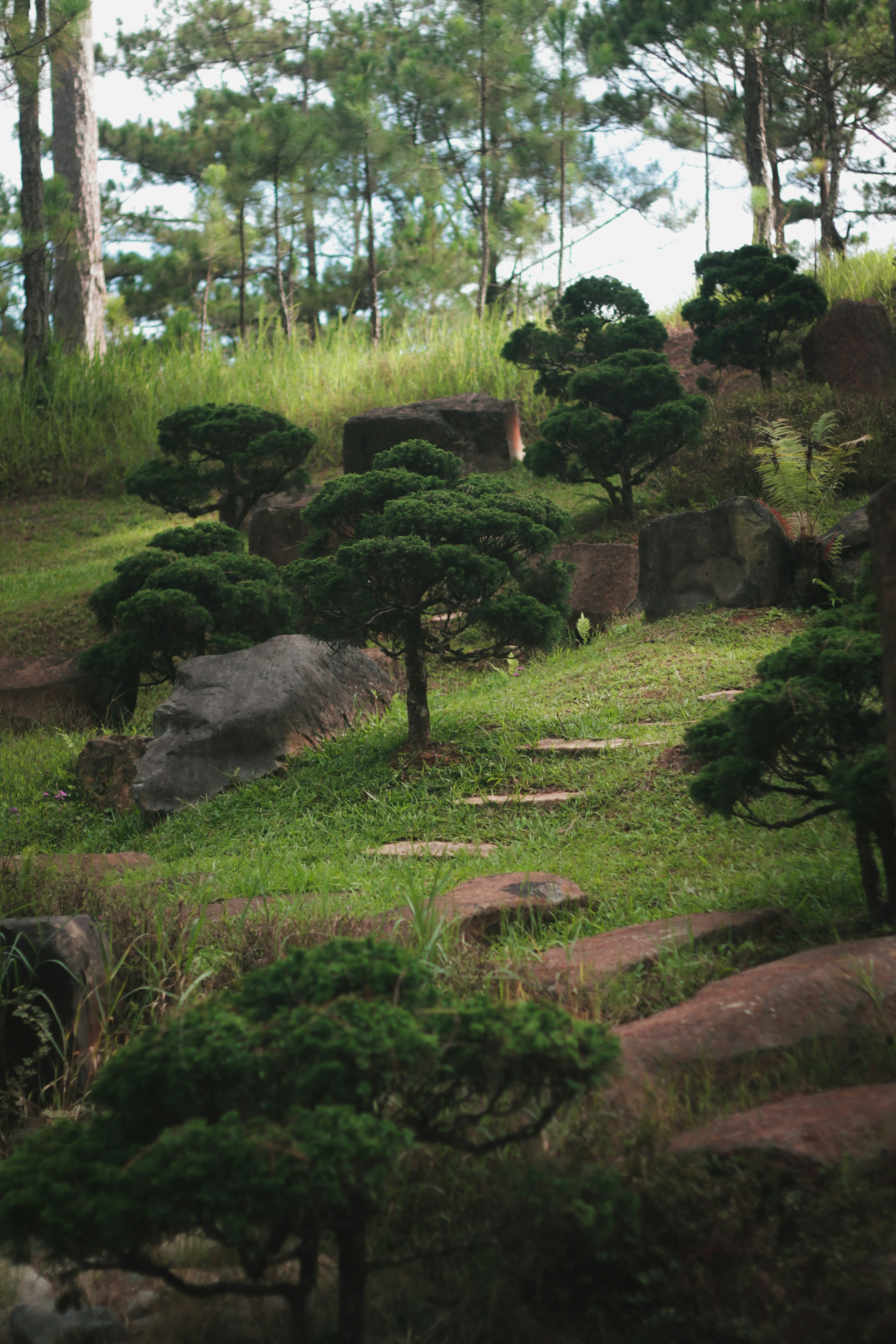 Taman miring dengan tangga batu dan pohon bonsai