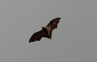 A bat flying through a hazy sky