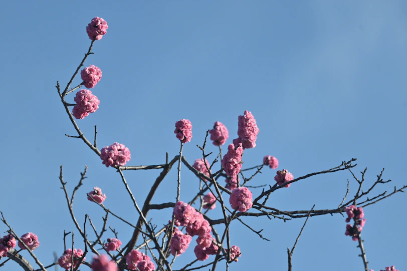 Pink blossoms on bare branches against a blue sky