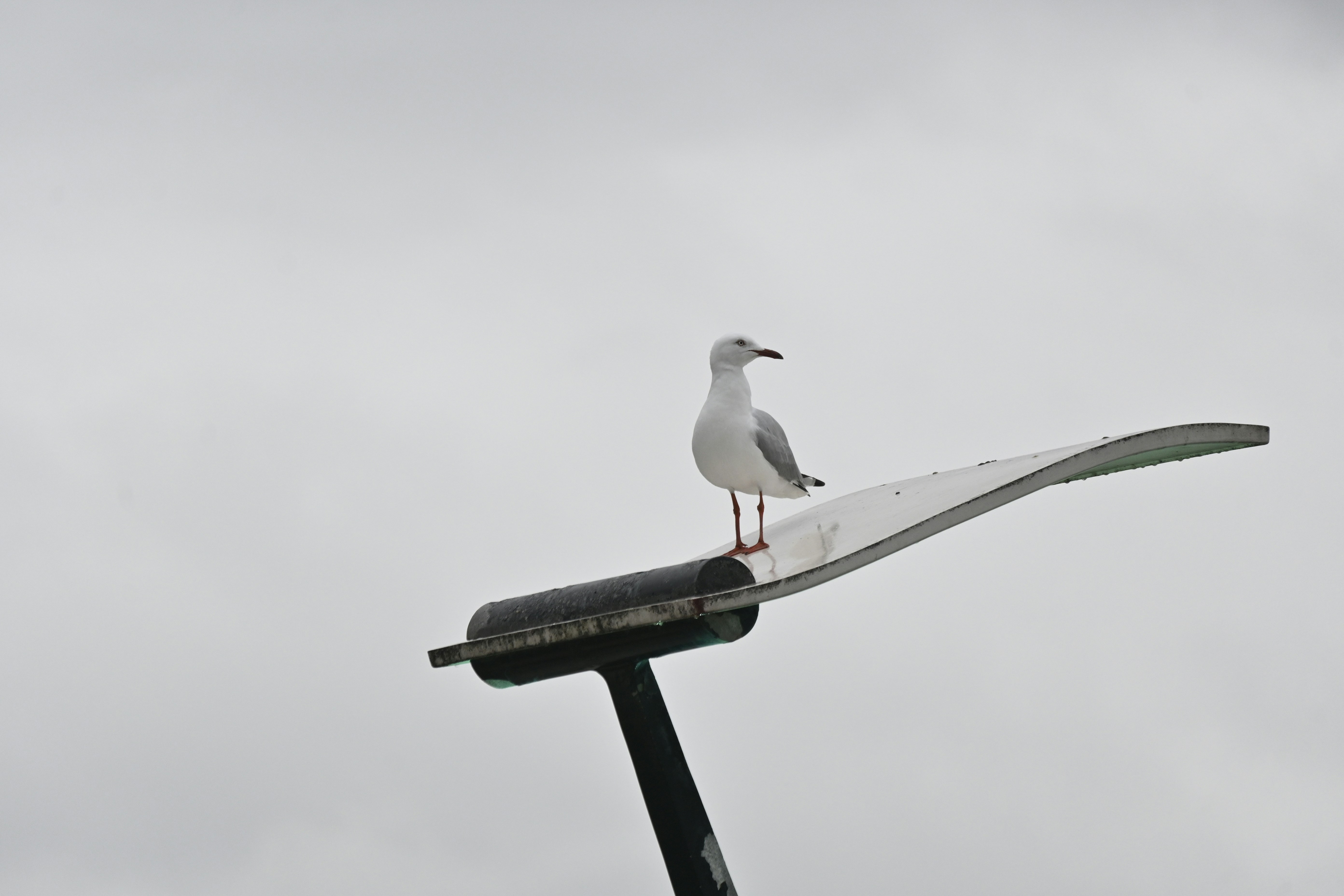 Photo by adriansiaril