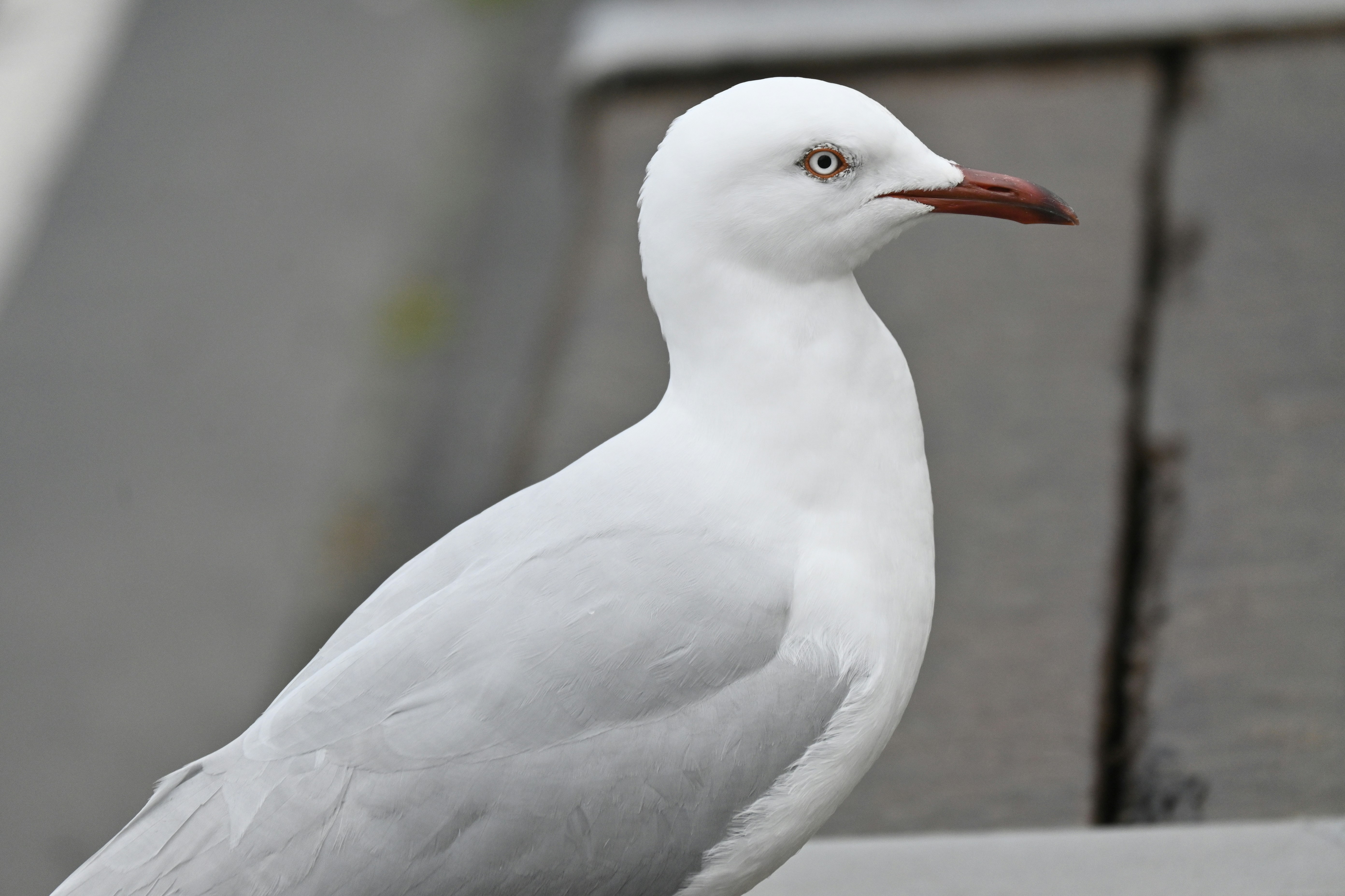 Photo by adriansiaril