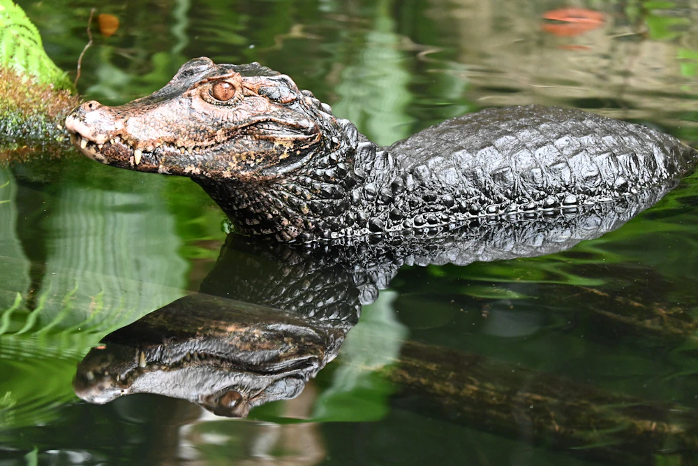 Safari de vida silvestre en Caño Negro