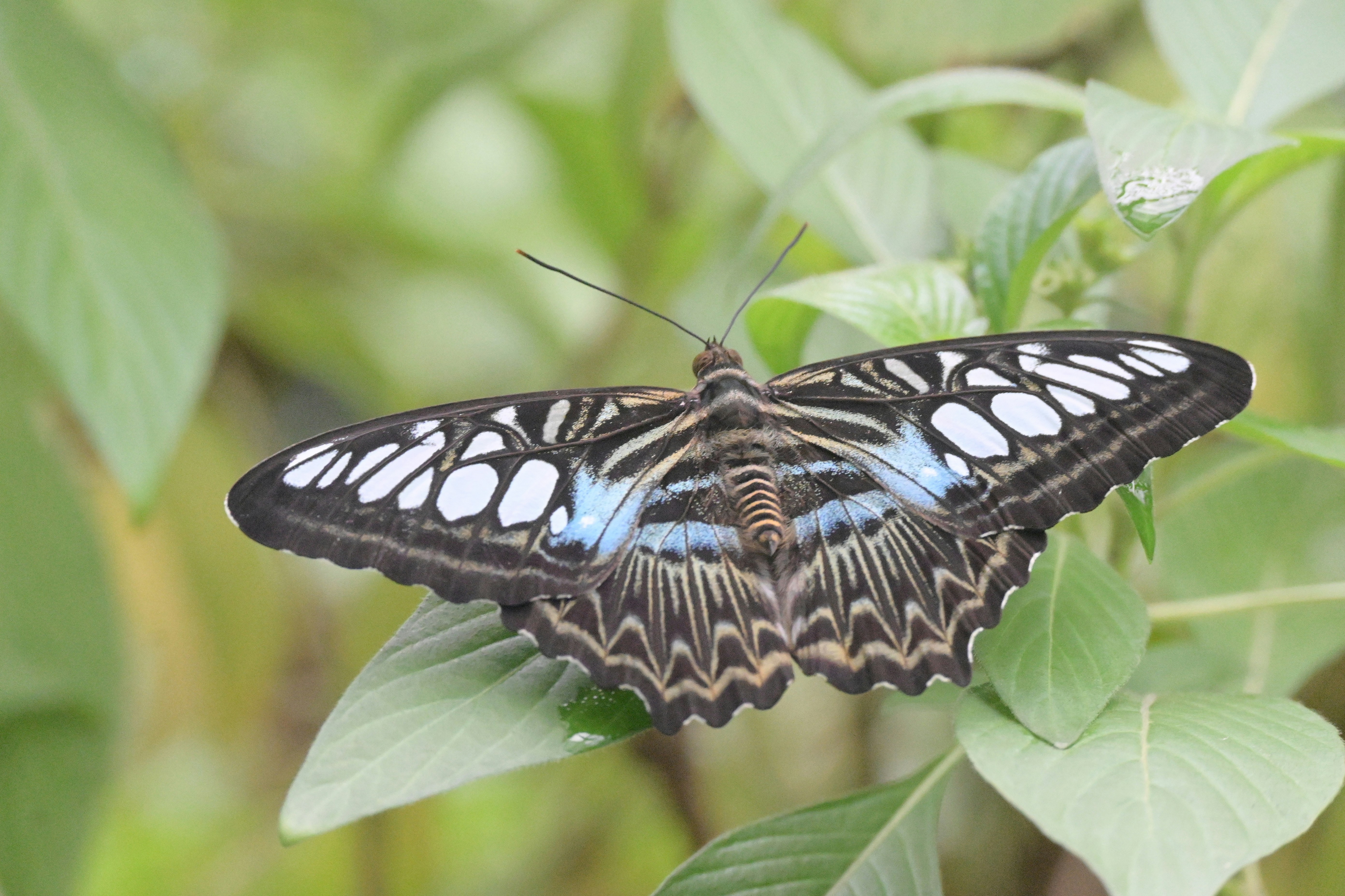 Photo by adriansiaril