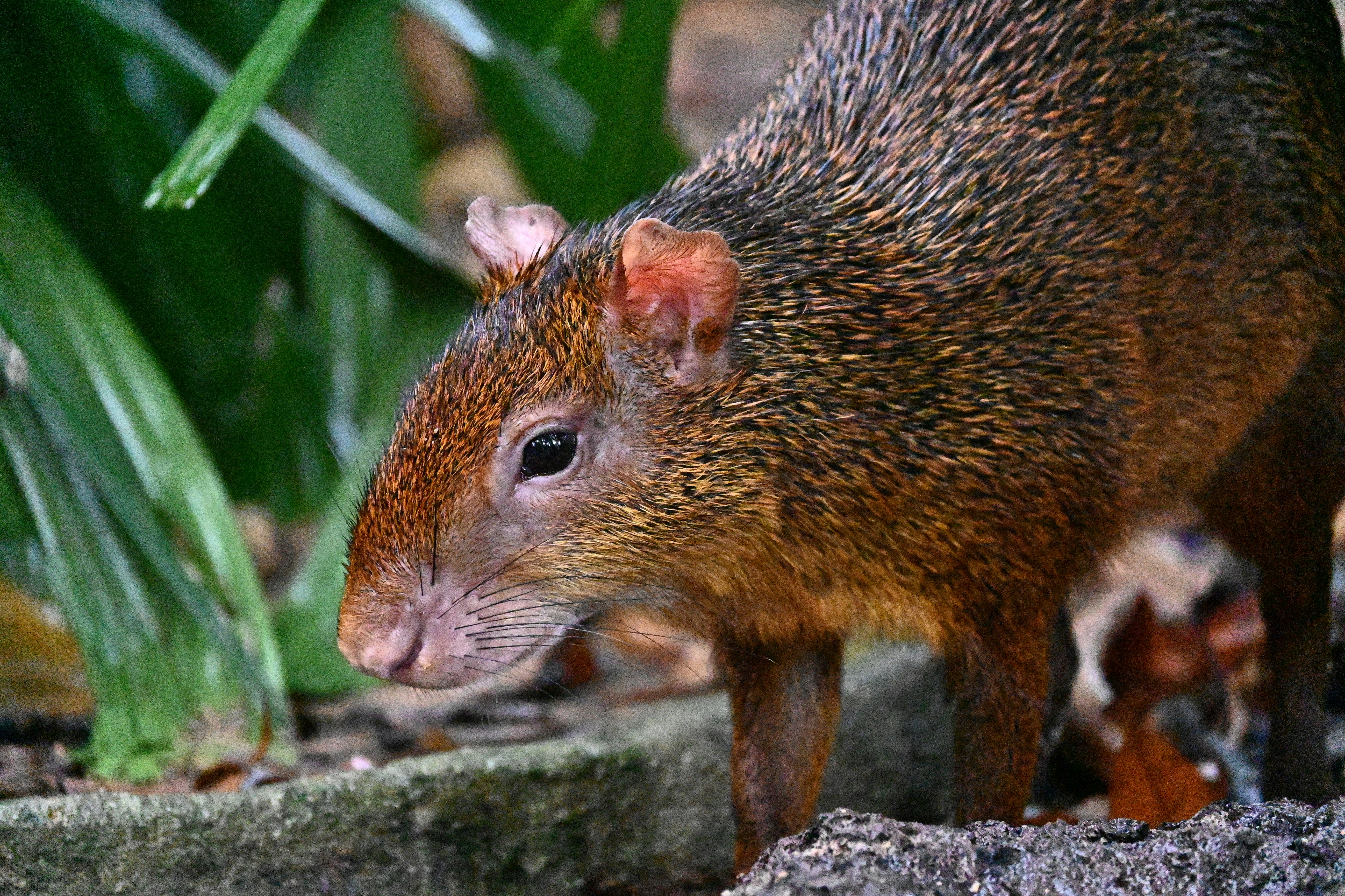 Photo by adriansiaril