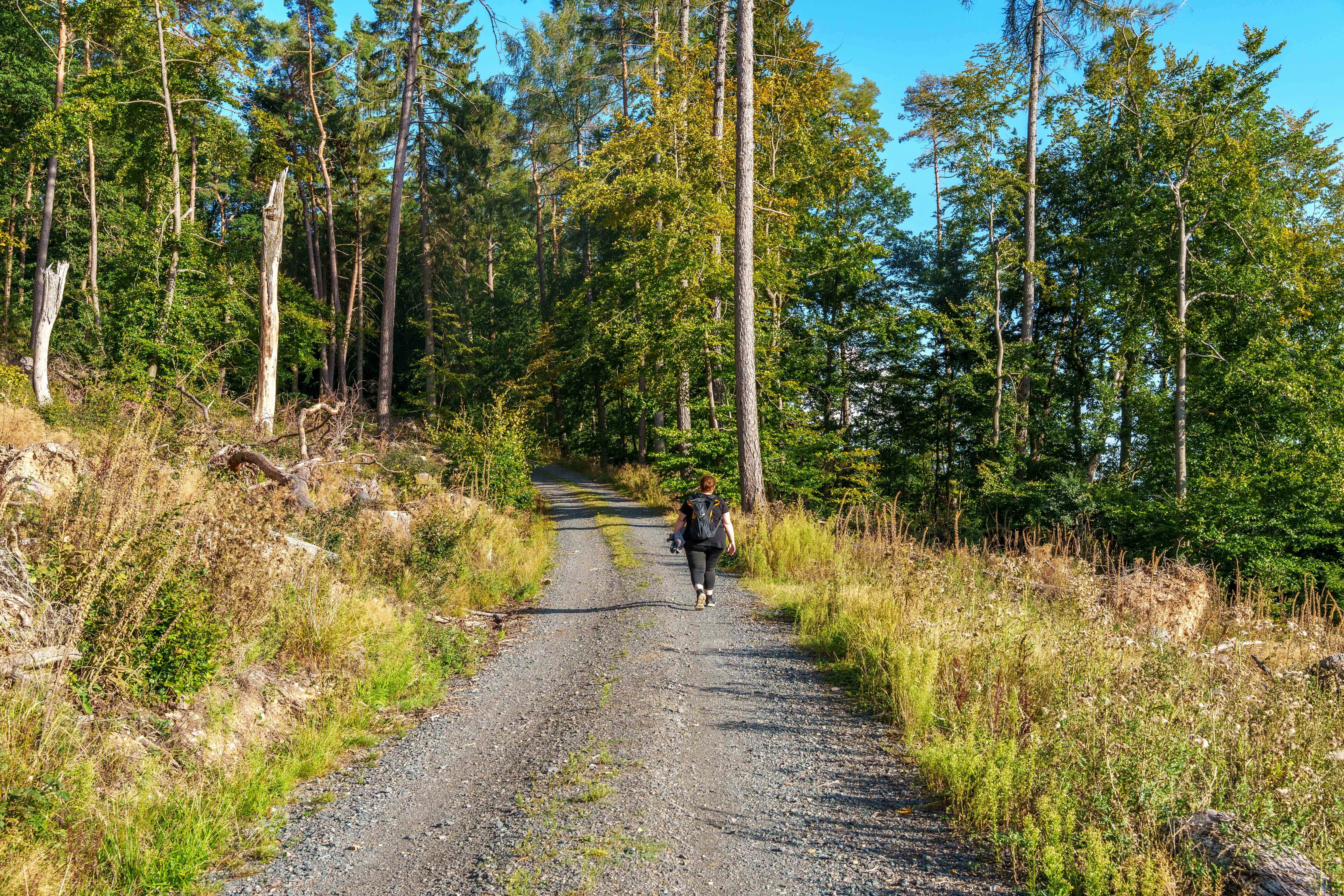 Person walking on a gravel path through a forest.