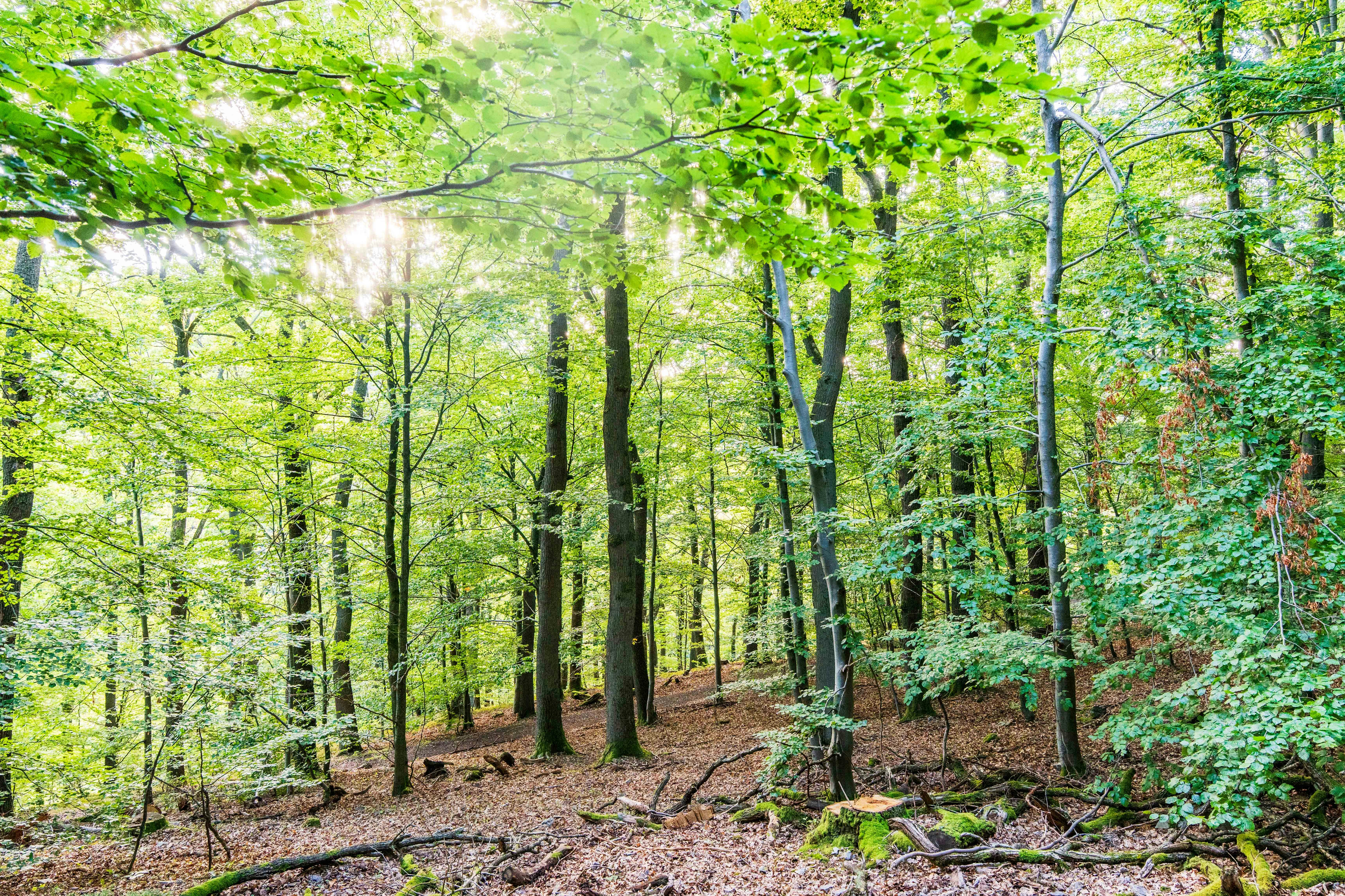 Photo by masoodaslami